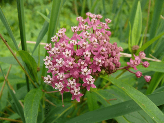 Swamp milk weed easy to grow. (Photo St. Williams Nursery and Ecology Centre)