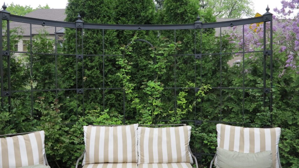 An example of cedars used to screen a seating area, accented with an attractive metal trellis.