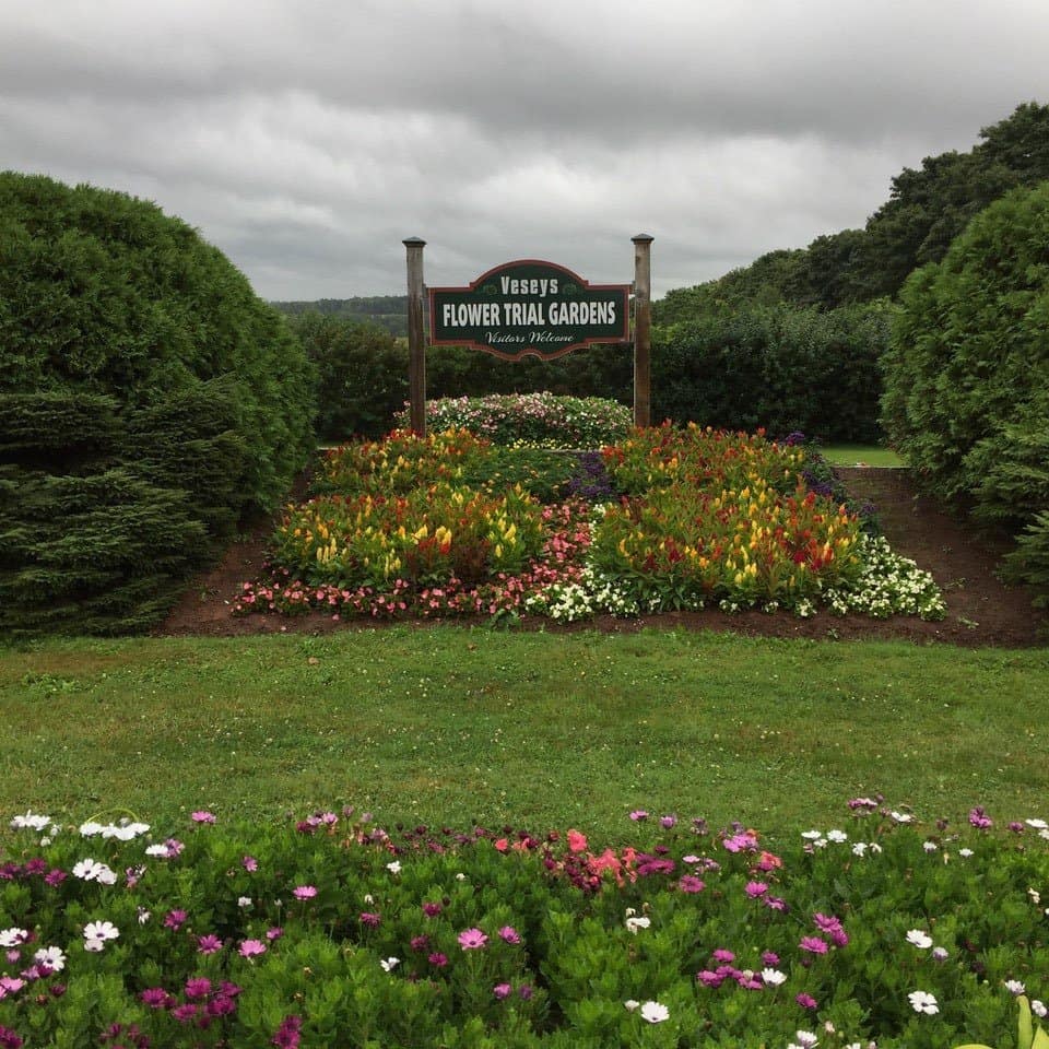 Veseys trial garden