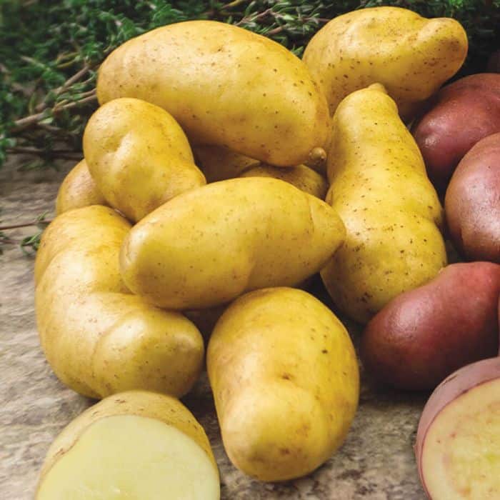 Grow your own "PEI potato": fingerling potato called Russian Banana