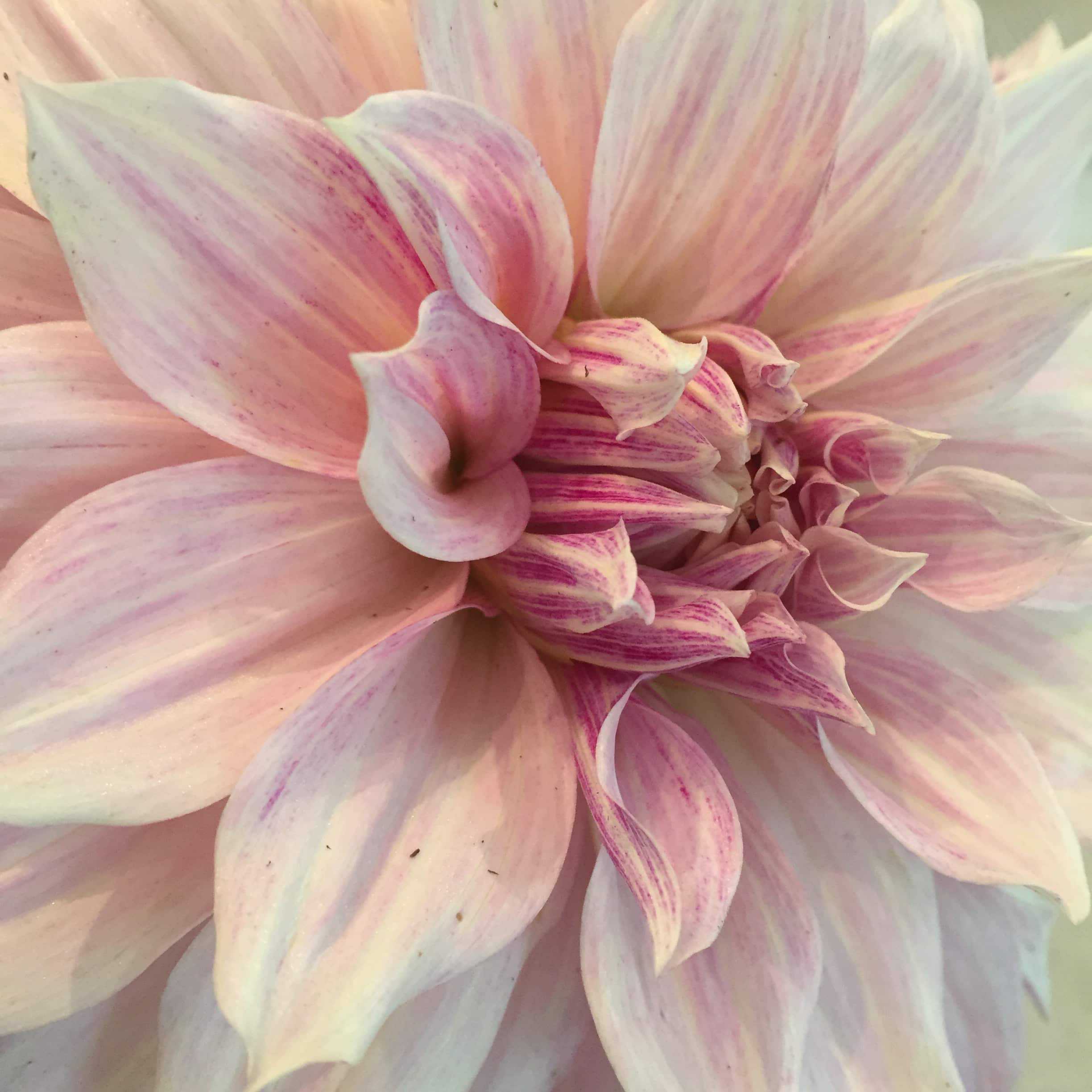 It's easy to get lost in the swirl of the pink-and-white streaked petals of 'Avignon'. 