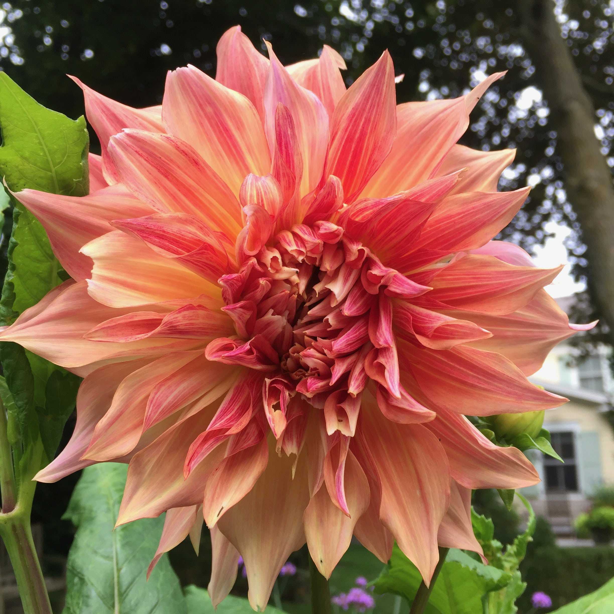 'Penhill Watermelon' grew to a commanding five feet (1.5 m) with thick stems that required rigorous staking to keep the large flowers upright. The blooms looked good enough to eat.