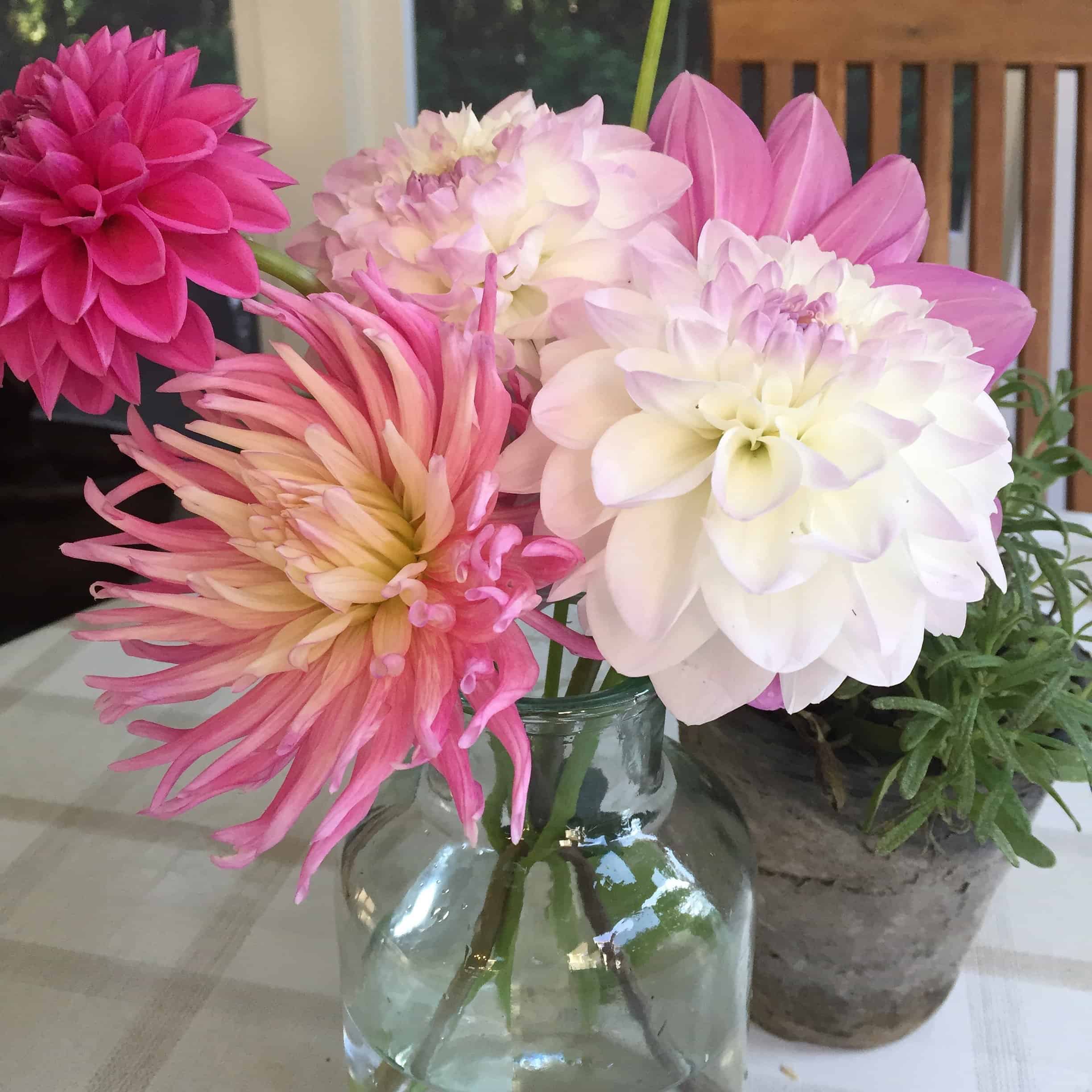 ahlias are attractive plants in the garden, but the real reason I grow them is to have plenty of cut flowers for the house. (Photos by Garden Making)