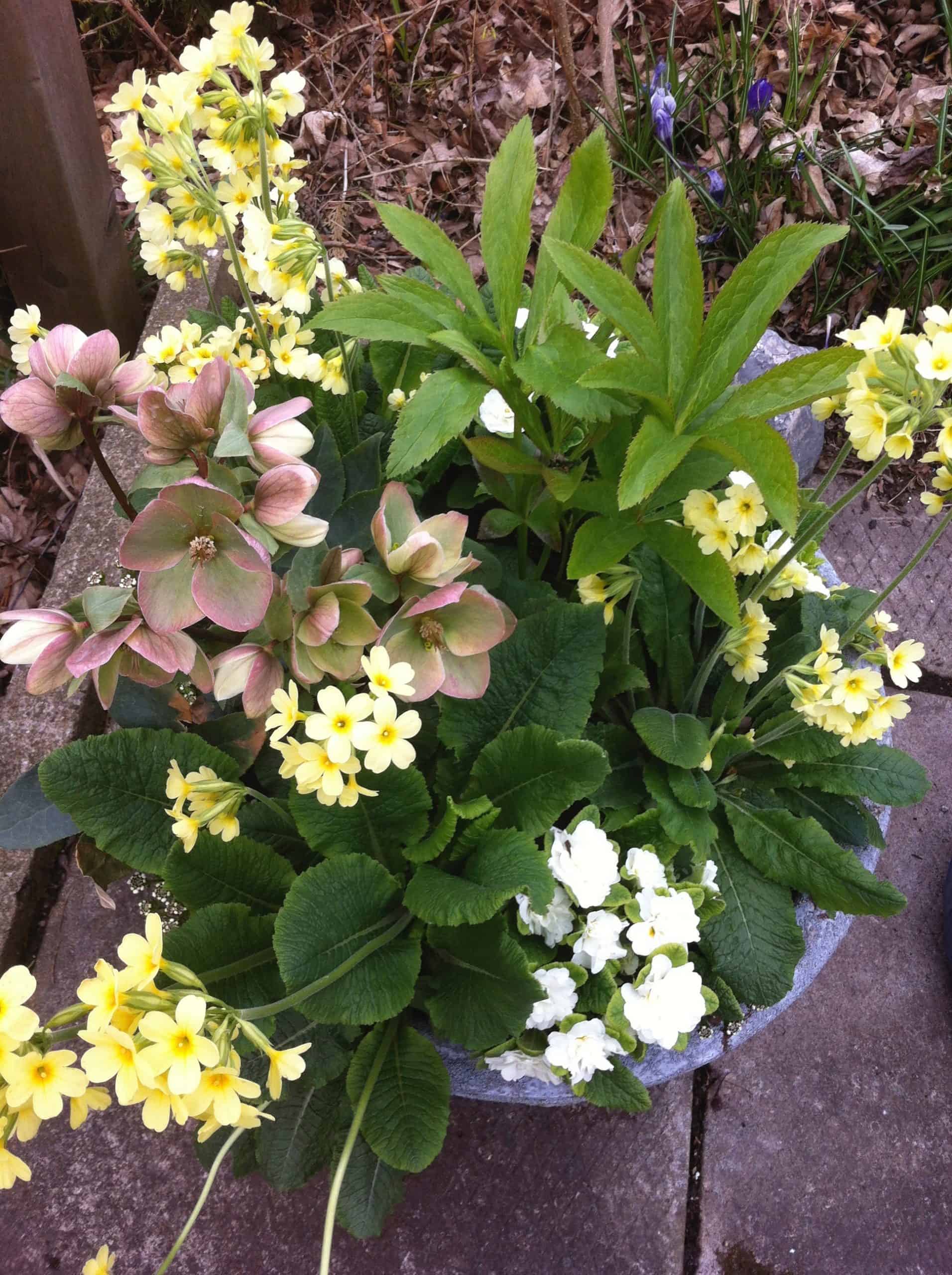 A spring container filled with pink hellebores and yellow and white primroses offers a cheerful greeting on a front porch.