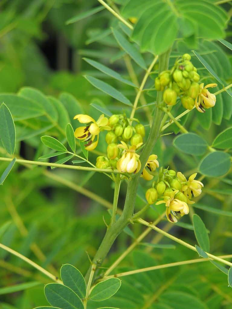 Wild senna (Senna hebecarpa) (Photo by Peganum via Wikimedia)