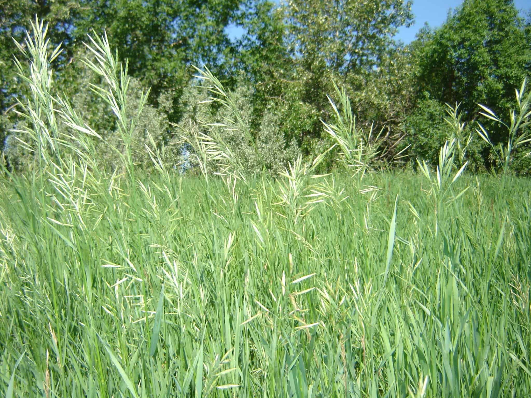 Sweetgrass (Hierochloe odorata) (Photo by Sri Mesh via Wikimedia)