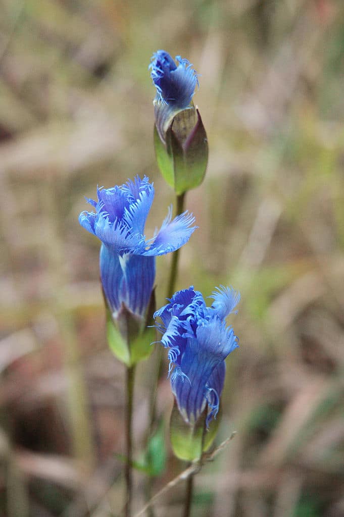 Fringed gentian (Gentianopsis crinita) (Photo by Tristan Loper via Wikimedia)