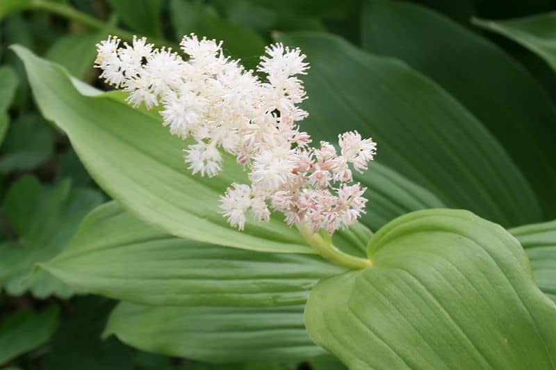 False Solomon’s seal (Smilacina racemosa) (Photo by Sten via Wikimedia)