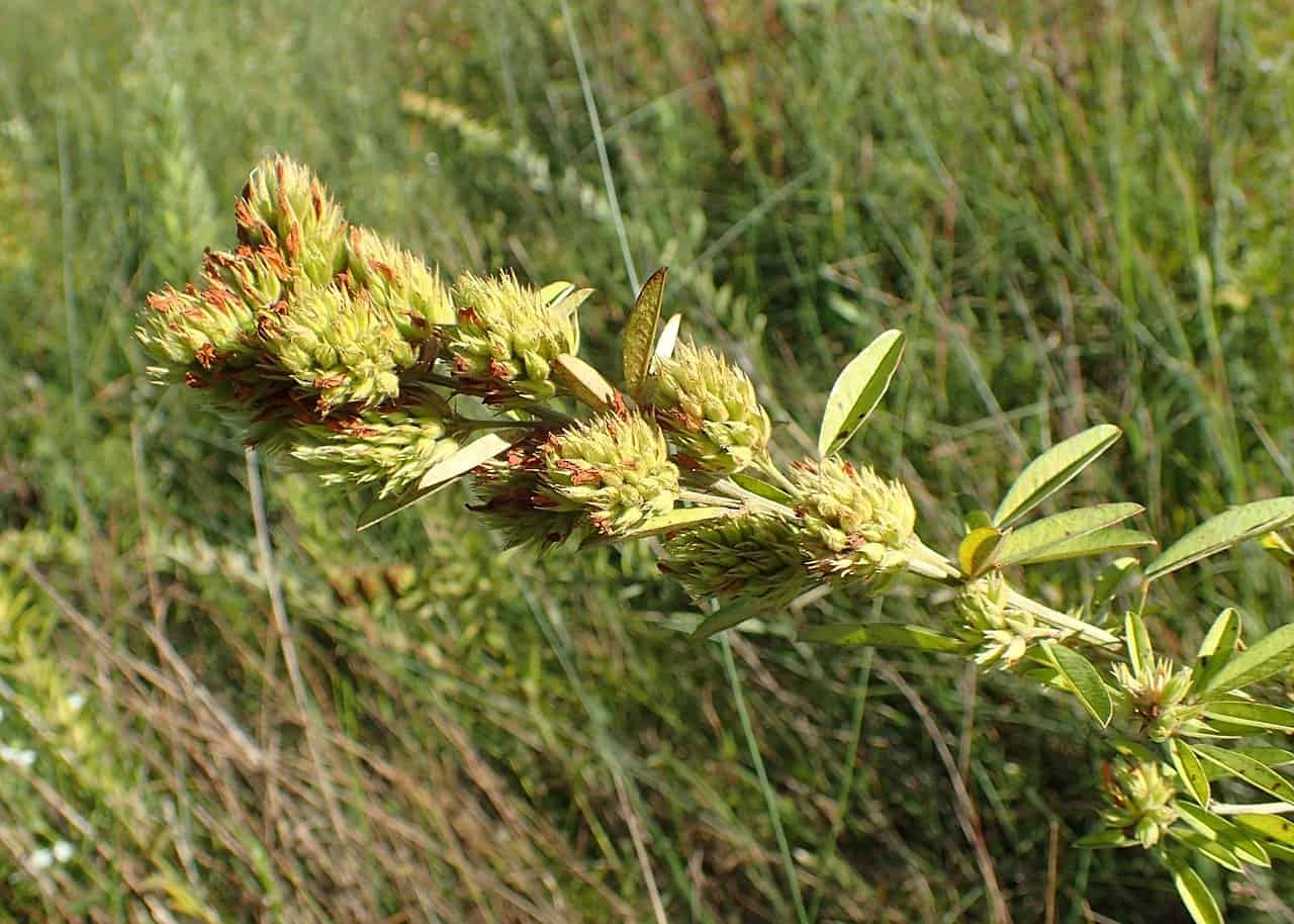 Round-headed bush clover (Lespedeza capitata) (Photo by Krzysztof Ziarnek via Wikimedia)