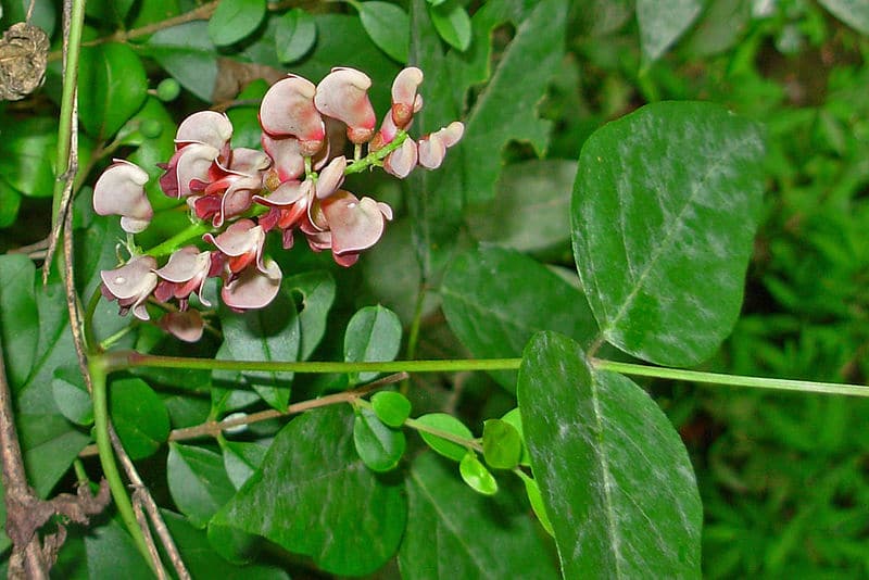 American ground nut (Apios americana) (Photo by Bob Richmond from Knoxville, TN, via Wikimedia)