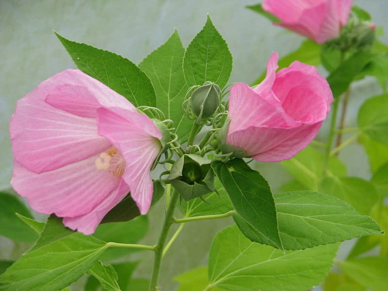 Swamp rose mallow (Hibiscus palustris ) (Photo: Peganum from Henfield, England via Wikimedia)