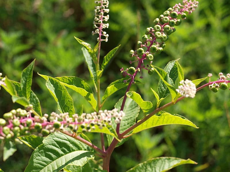 Phytolacca_americana_Clinton_MI_4