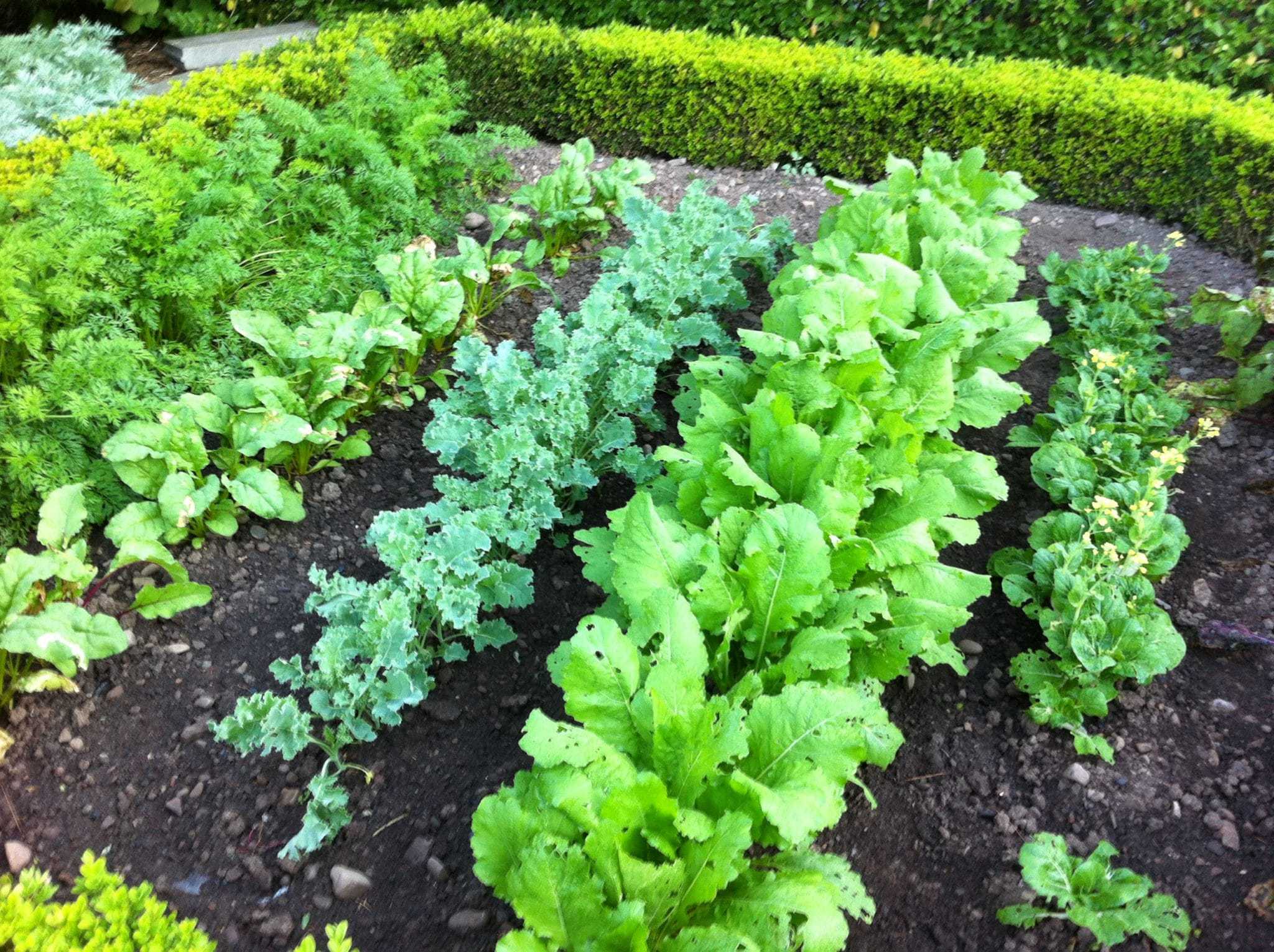 vegetable gardening