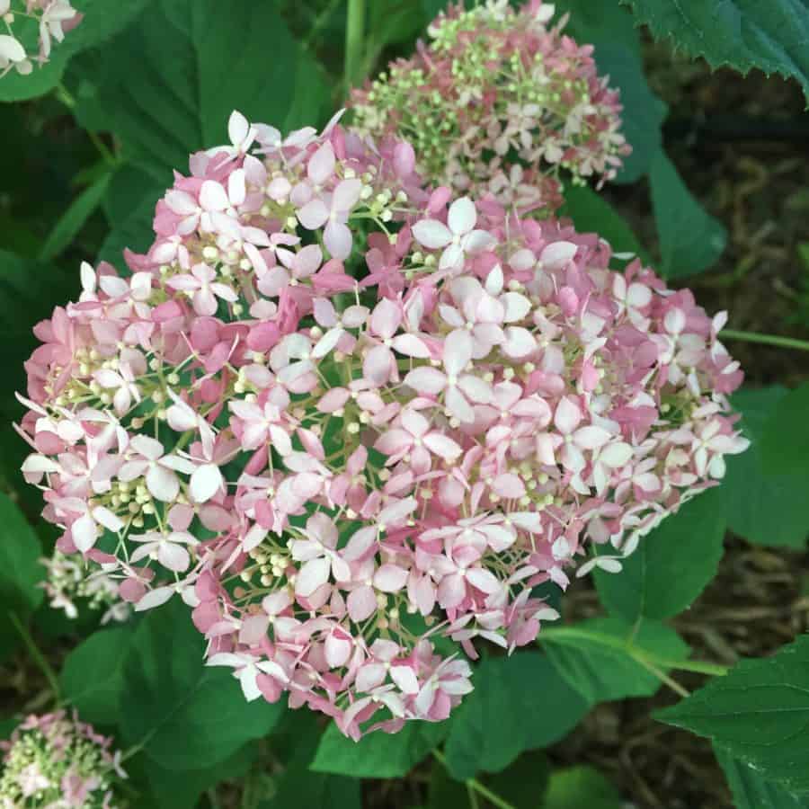 hydrangeas