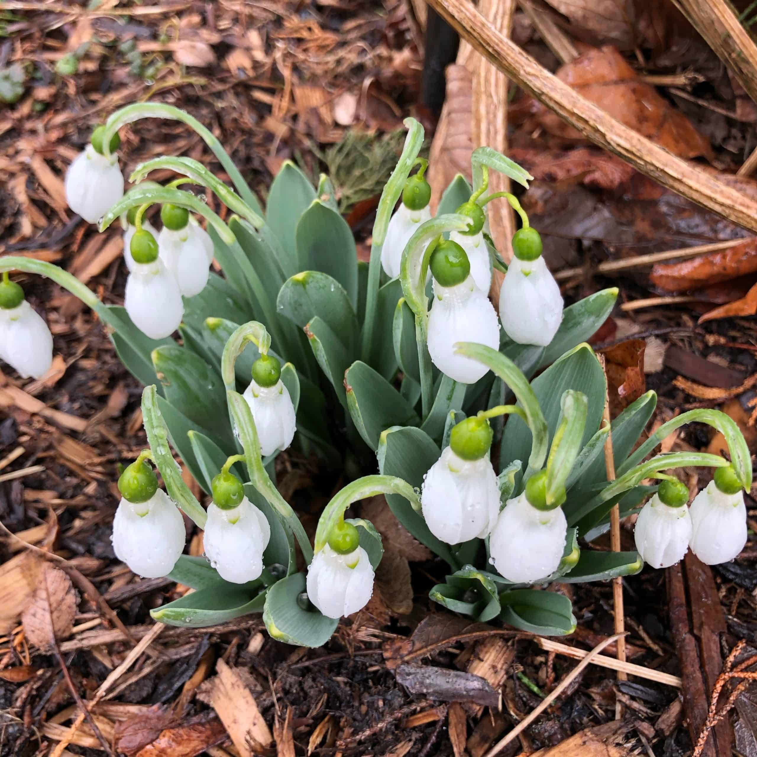 Snowdrops