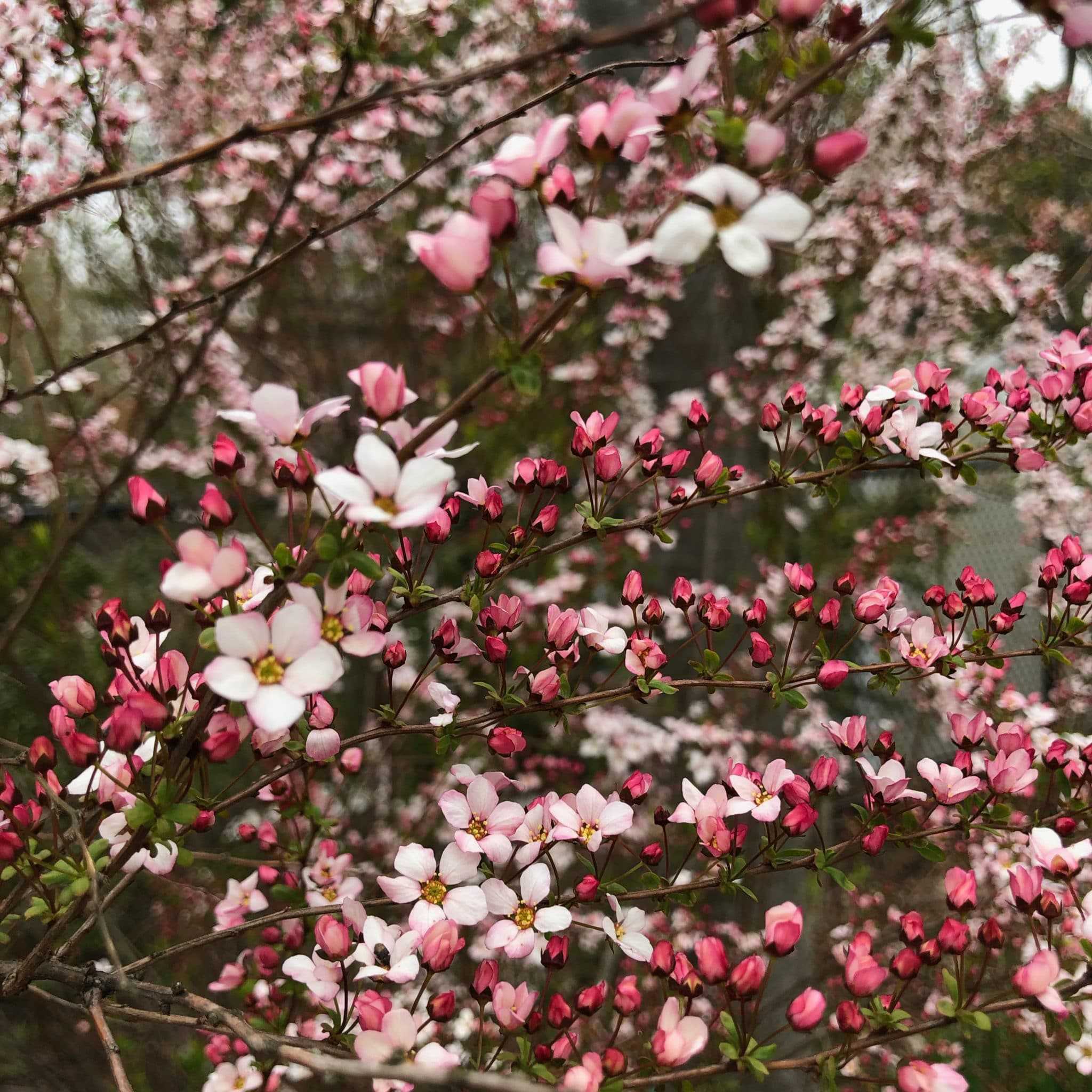 Fujino Pink' spirea i