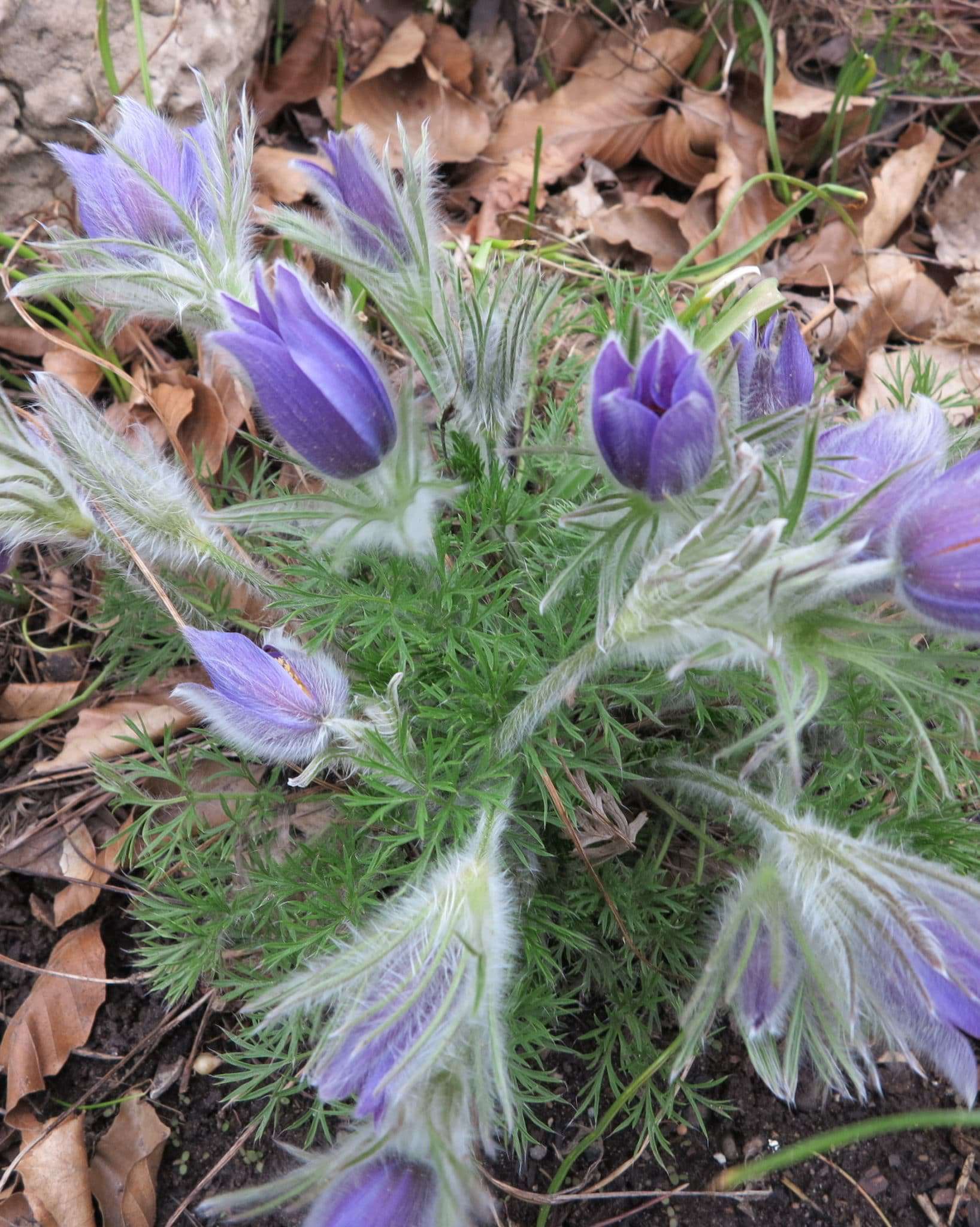 pasqueflower