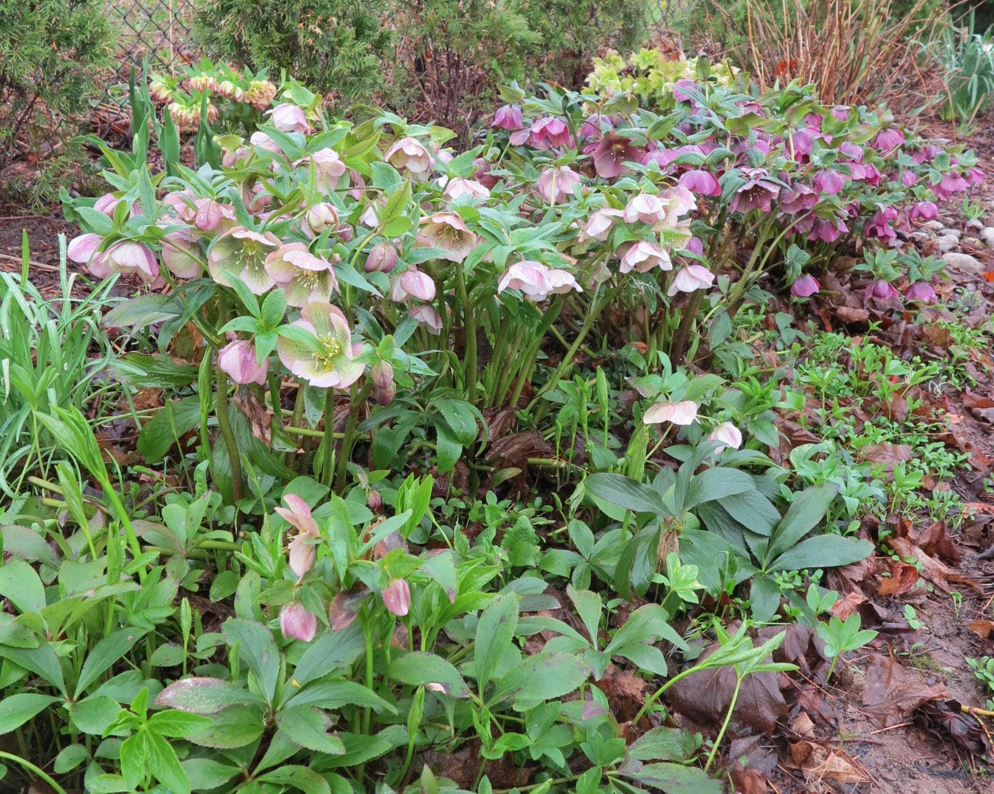 Hellebores and seedlings.