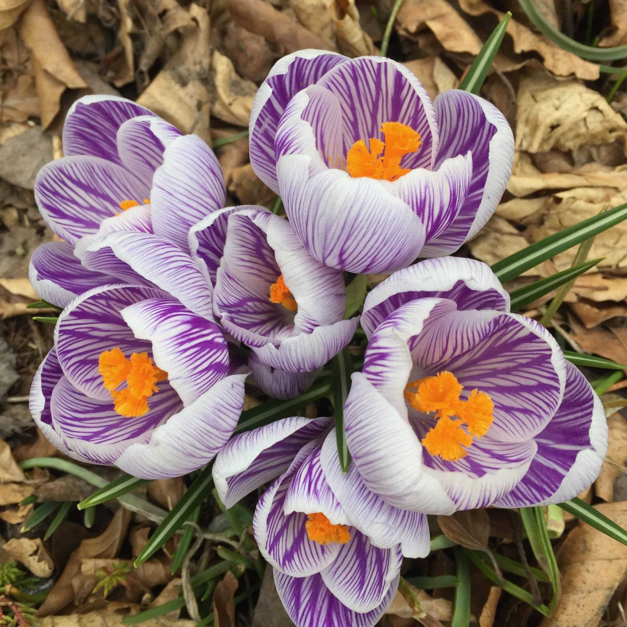 crocus