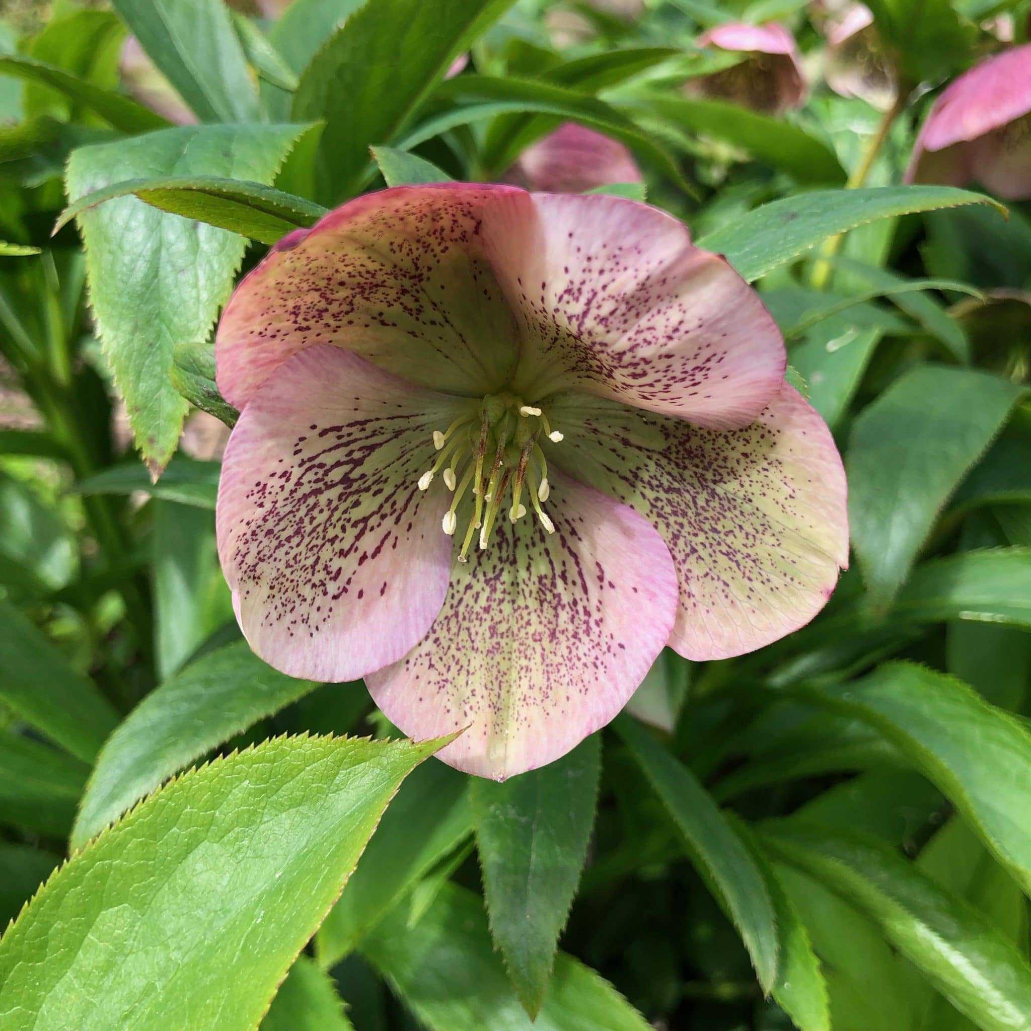 Hellebores