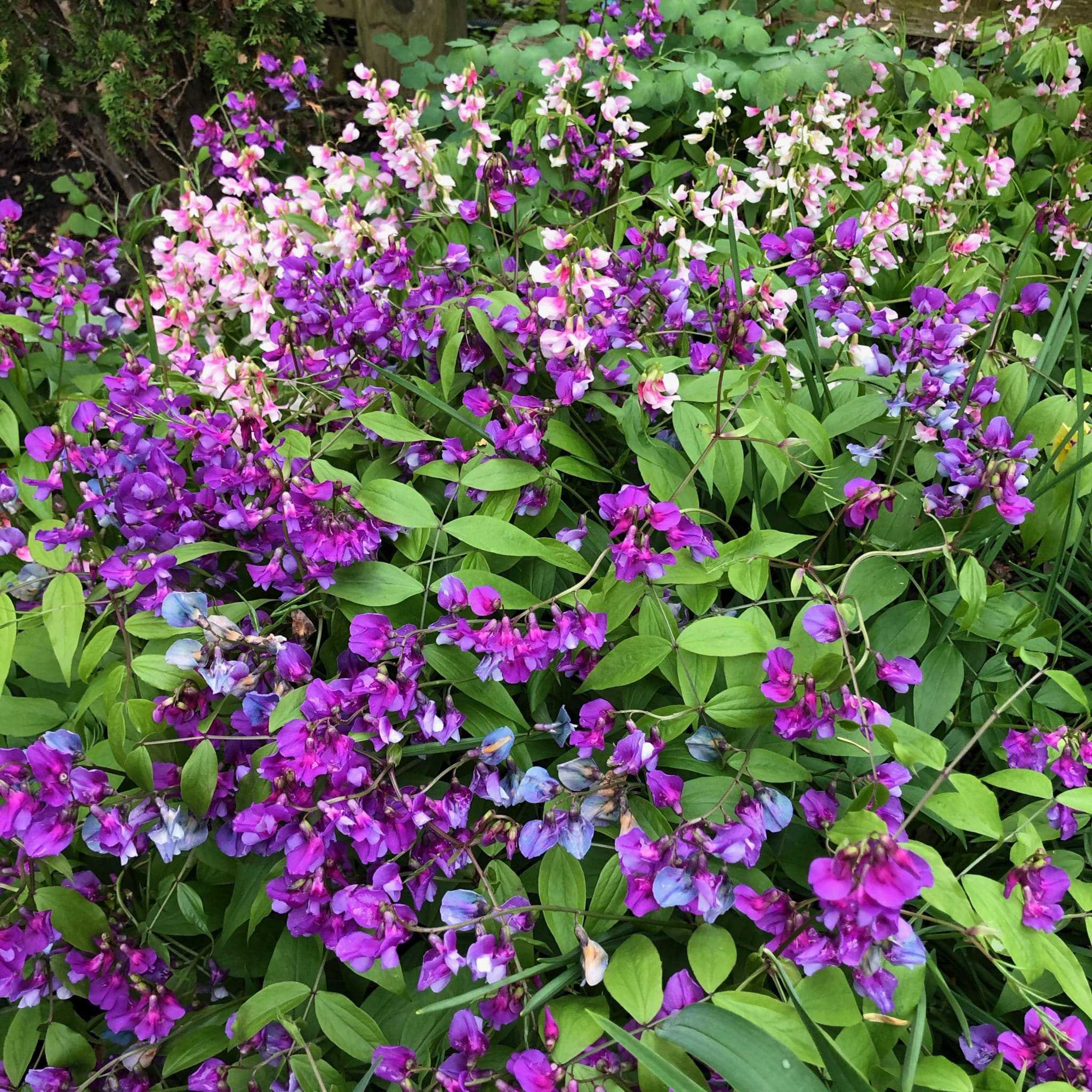 Spring vetchling (Lathyrus vernus), sometimes called everlasting pea