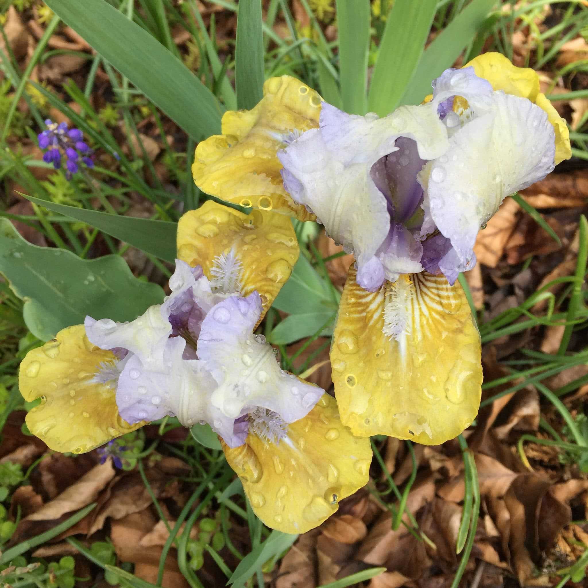 'Blue Hat Boy' , classified as a standard dwarf bearded iris,