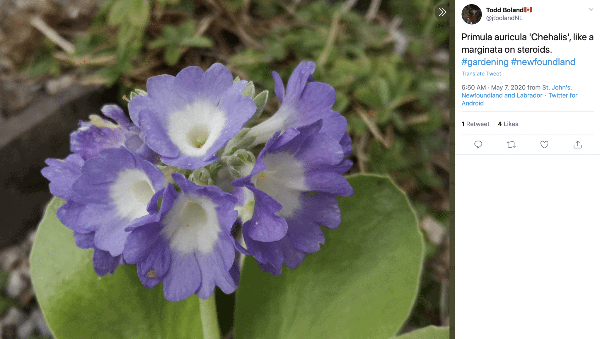 Primula auricula