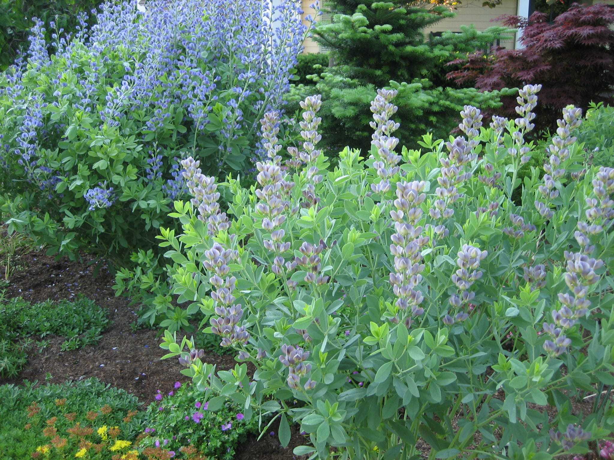 baptisia