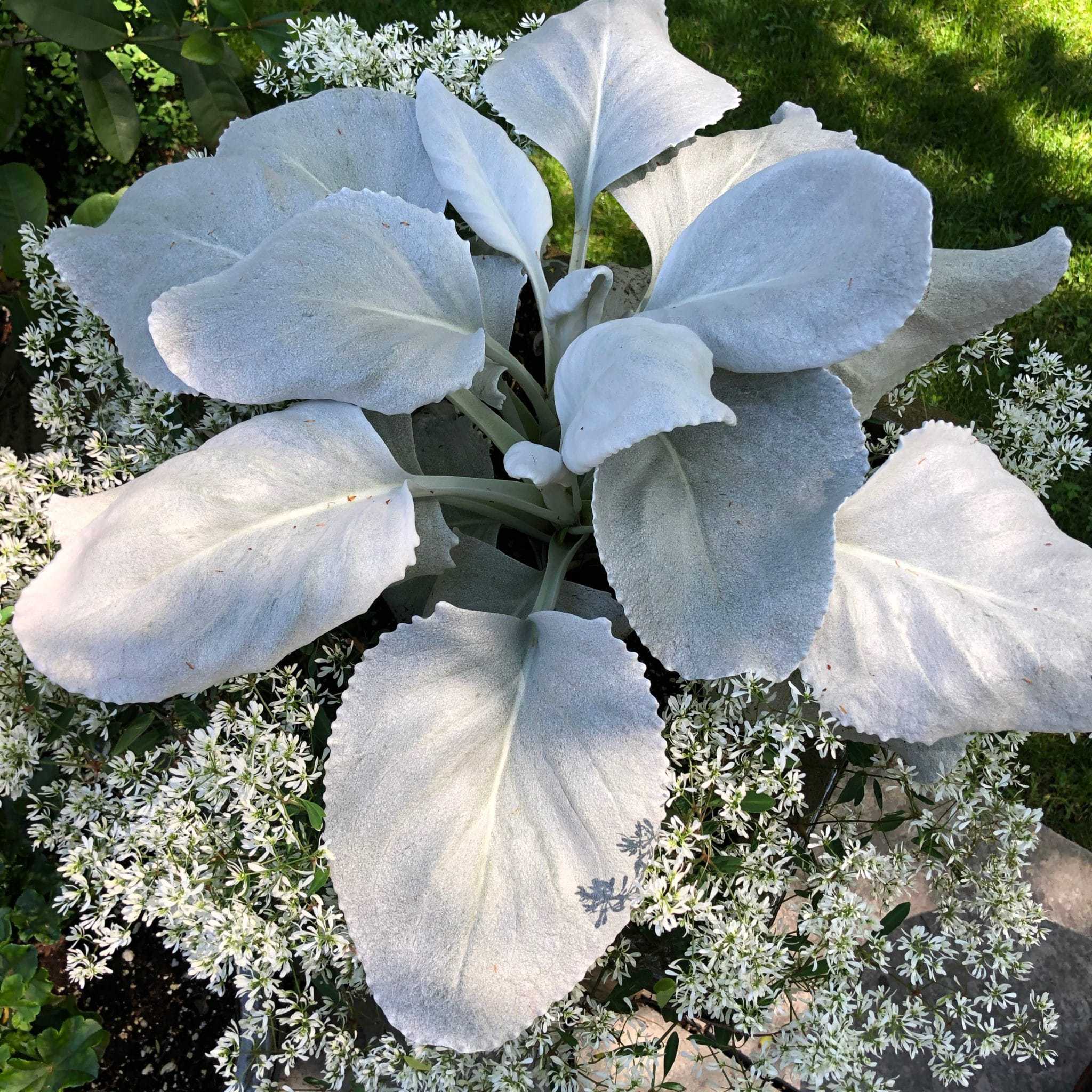 Angel Wings senecio