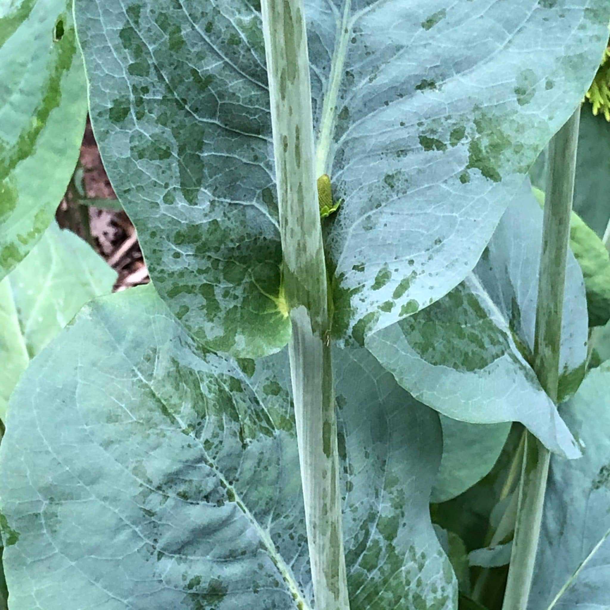 Giant coneflower leaves