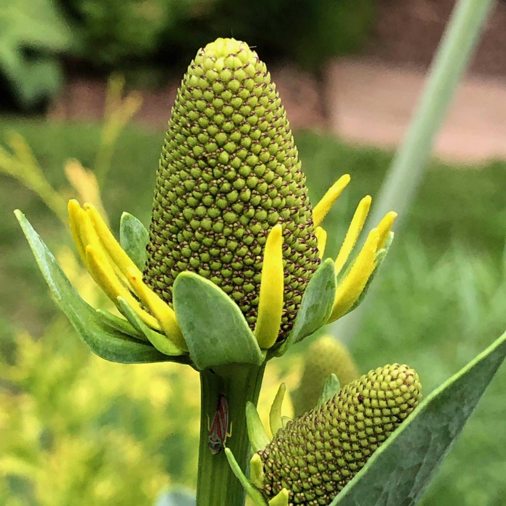 Giant coneflower (Rudbeckia maxima