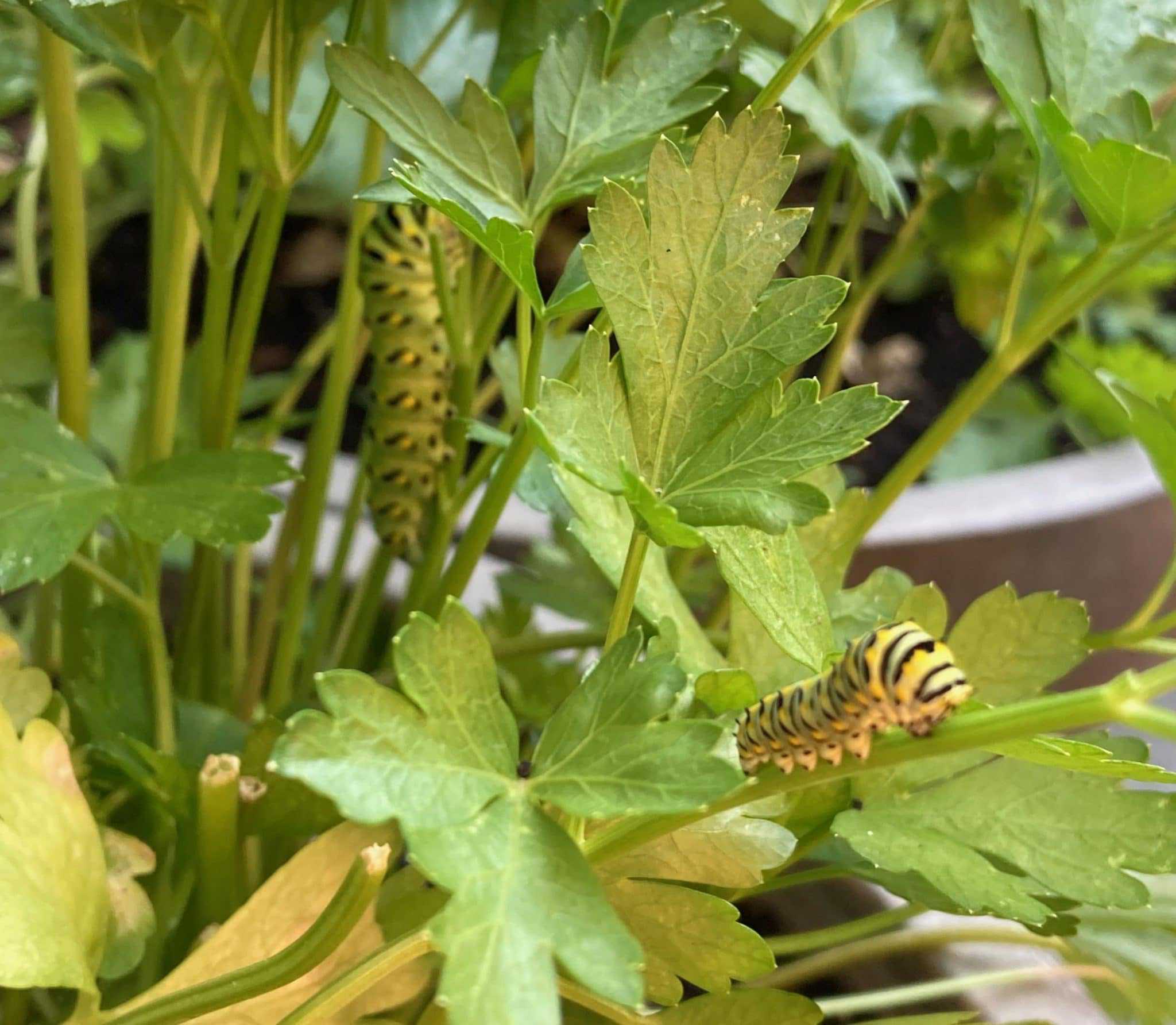 Swallowtail caterpillars