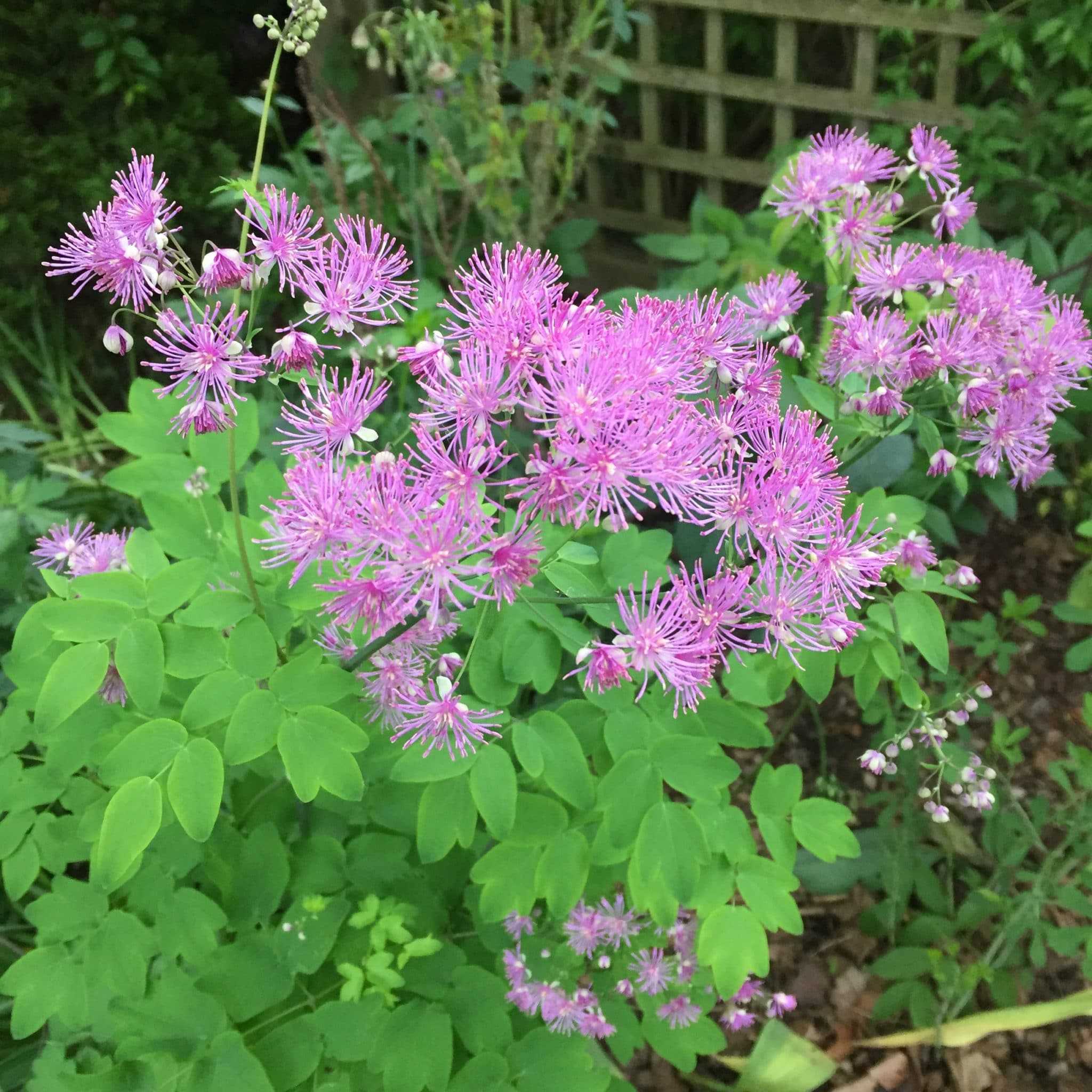 thalictrum