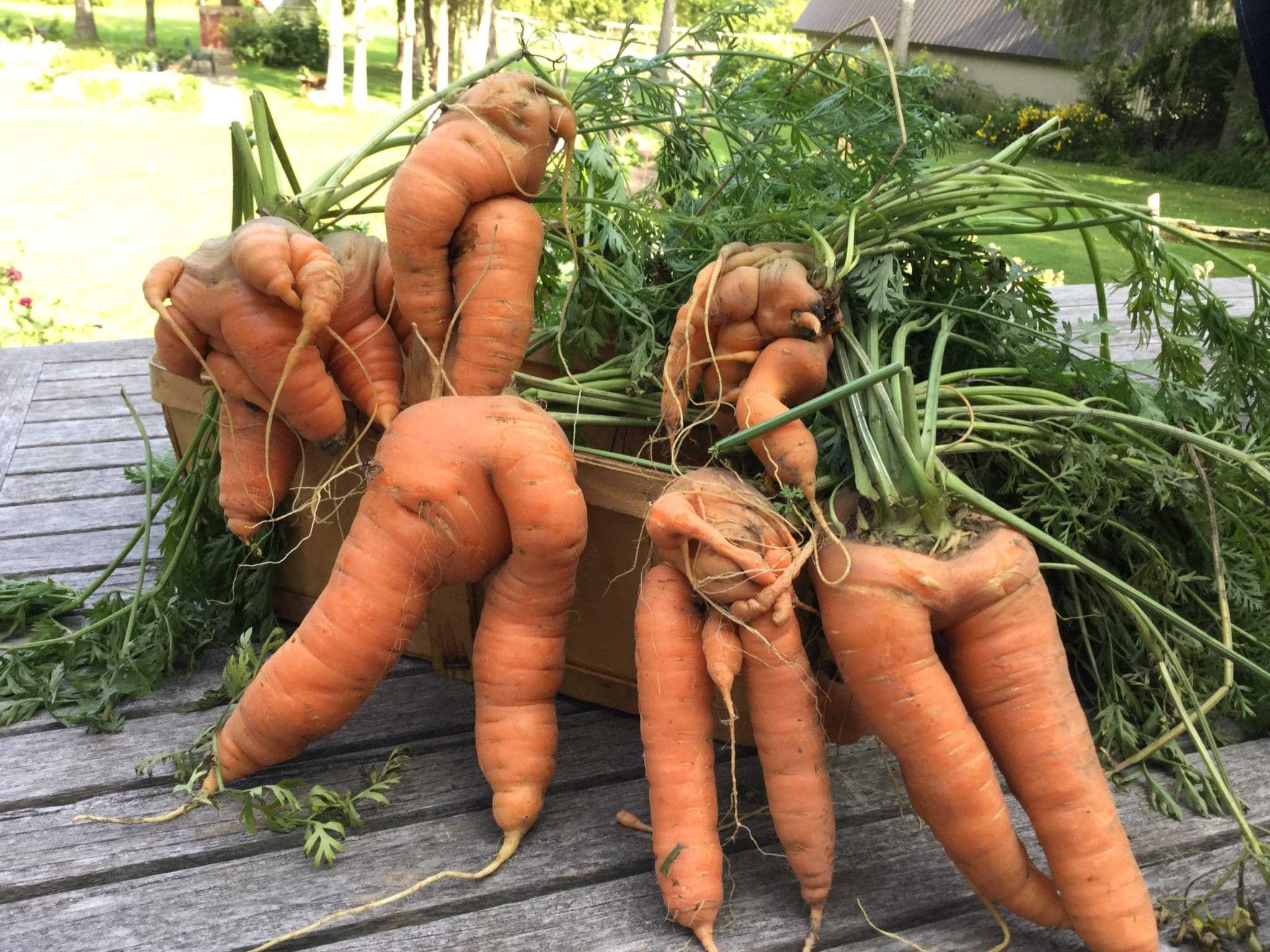 Harvest of forked carrots.