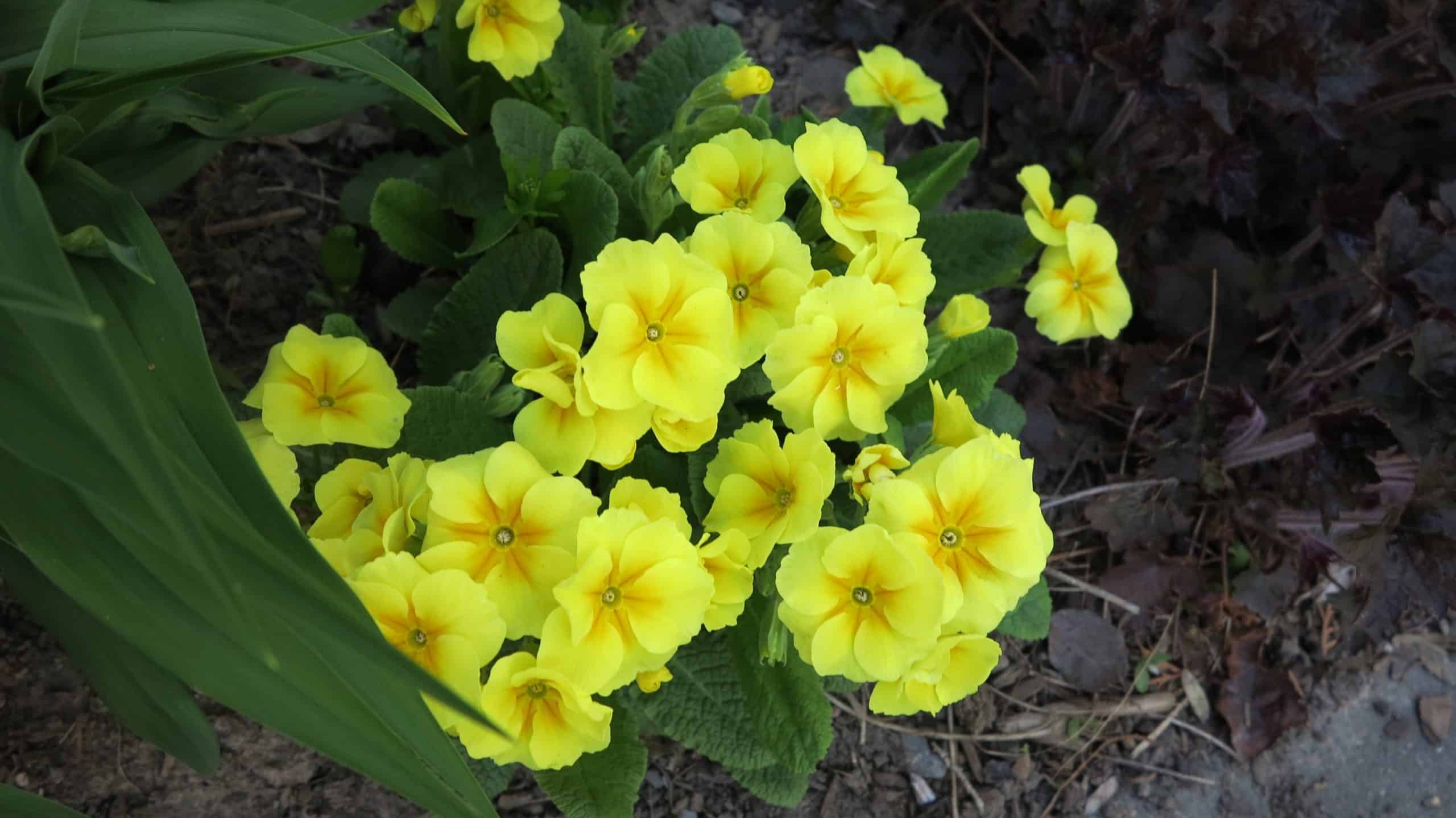 primula