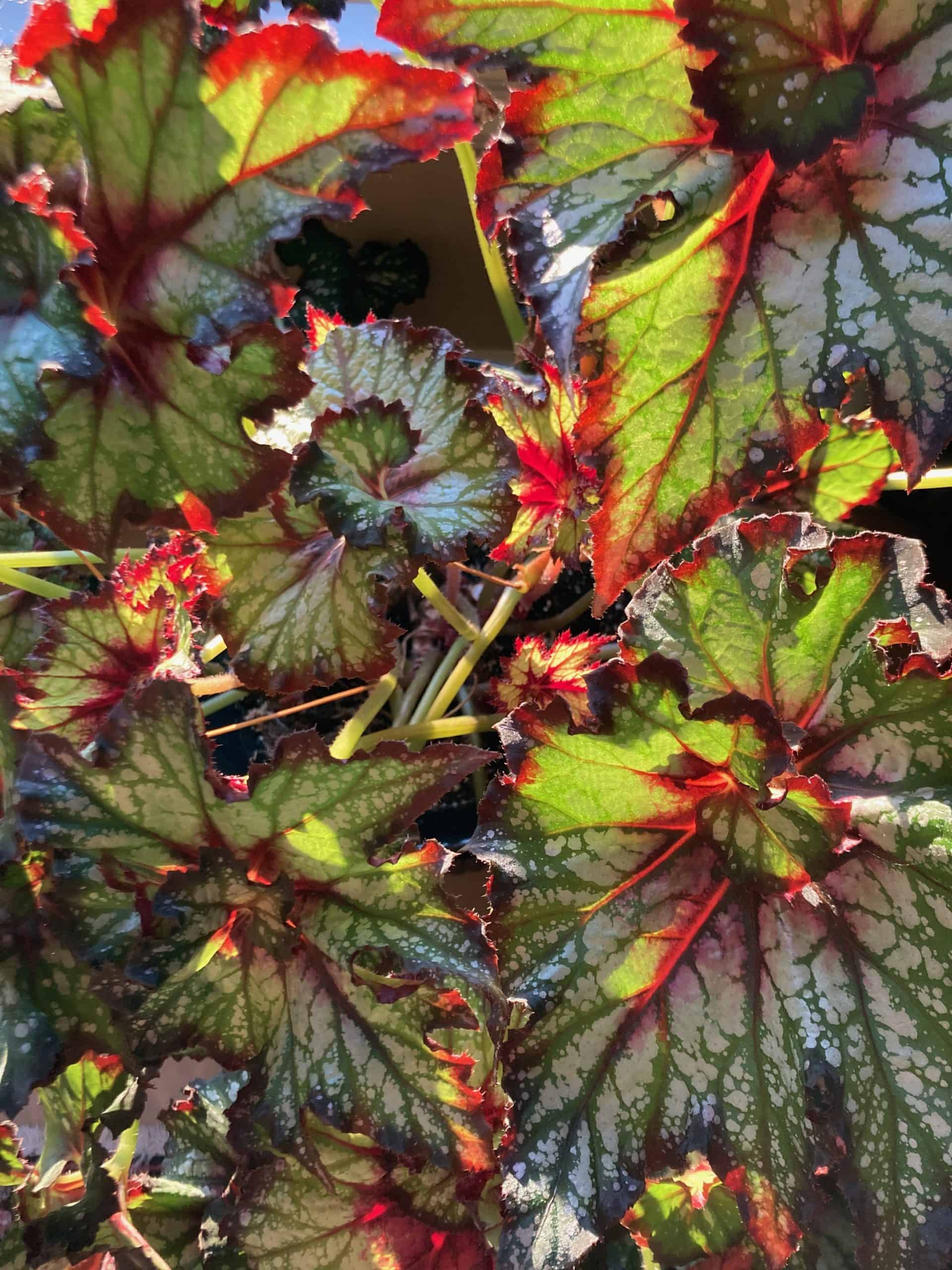 rex begonia