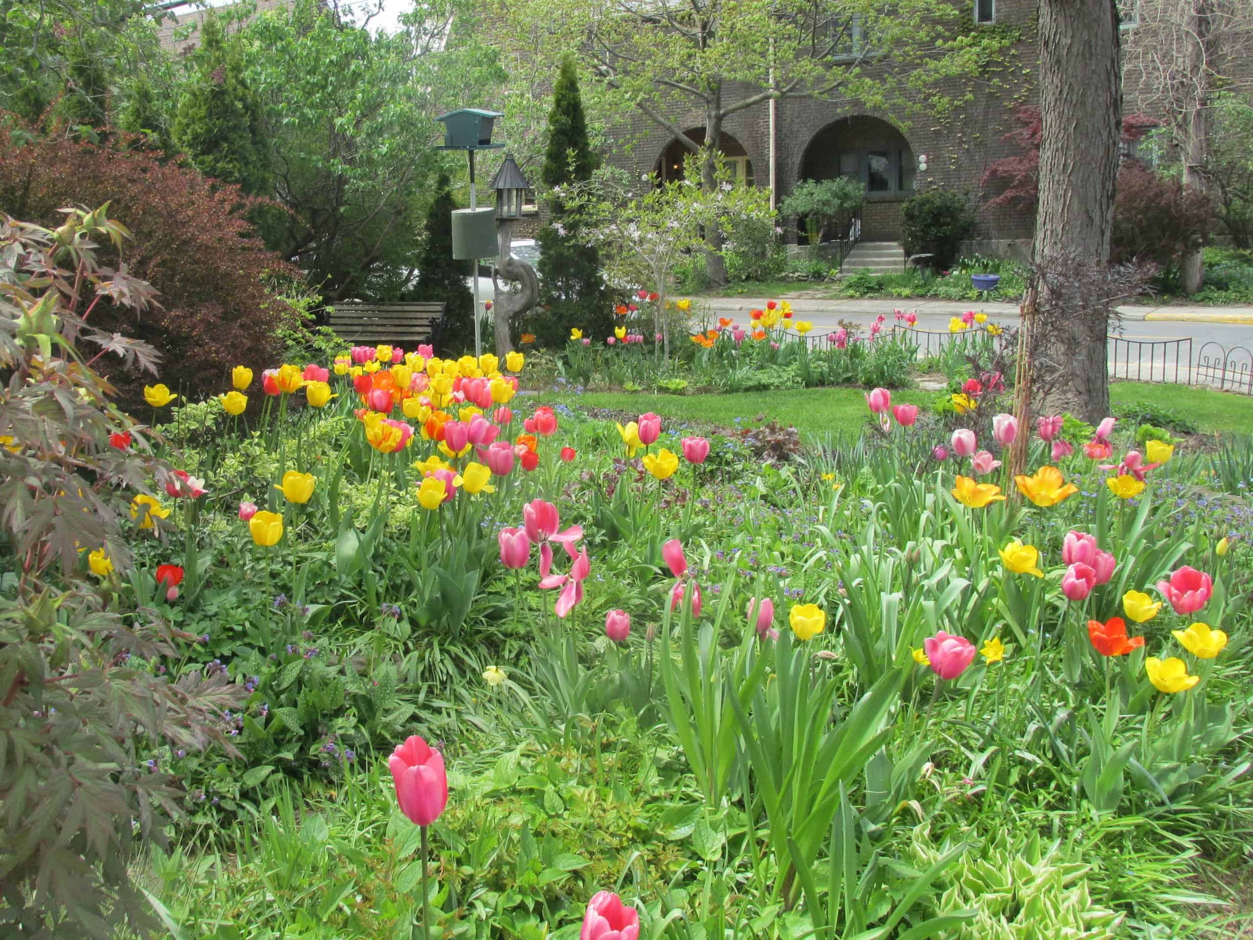 Spring garden in centre of Montreal West.