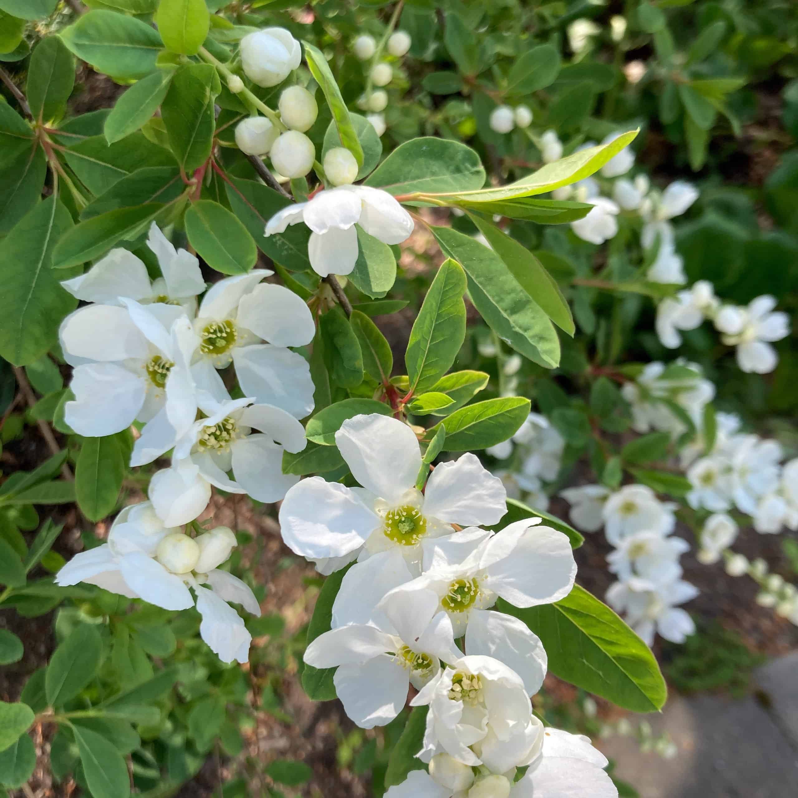 'The Bride' pearlbush