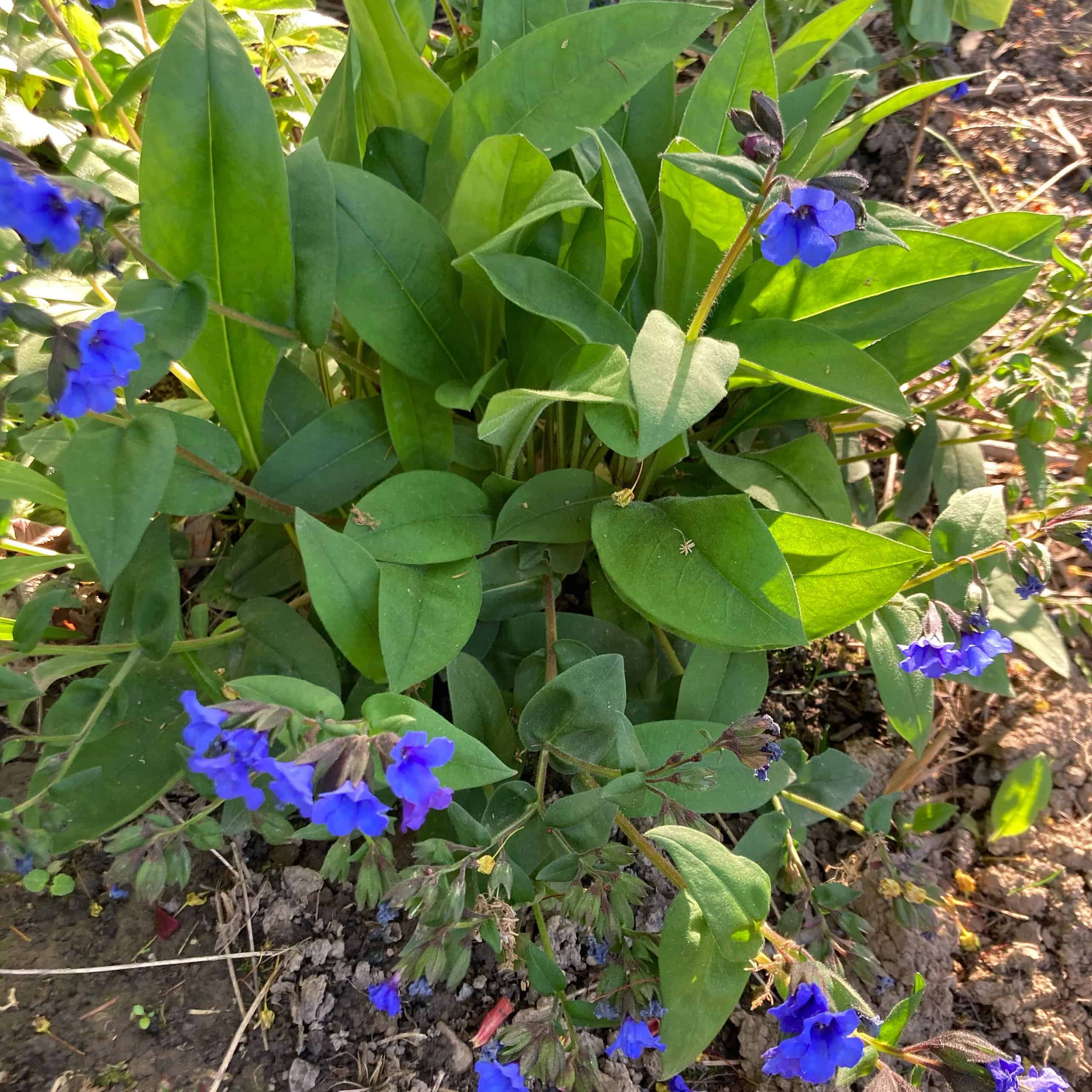 'Blue Ensign' lungwort