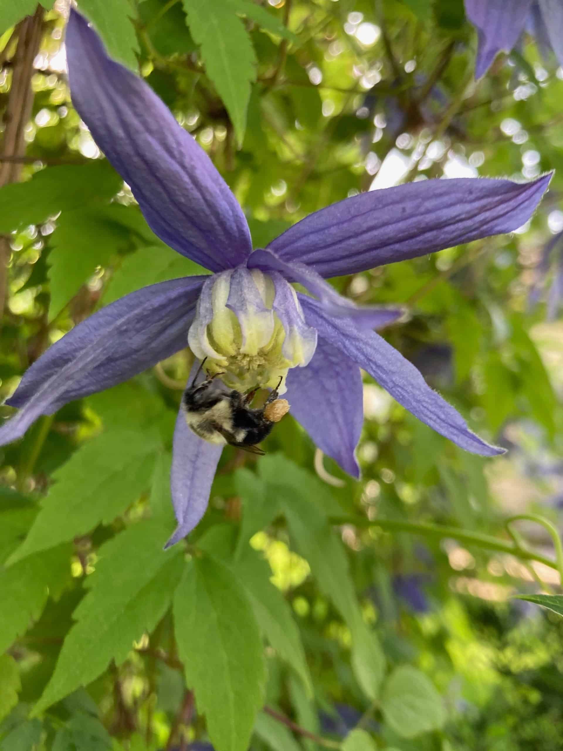 'Blue Bird' clematis