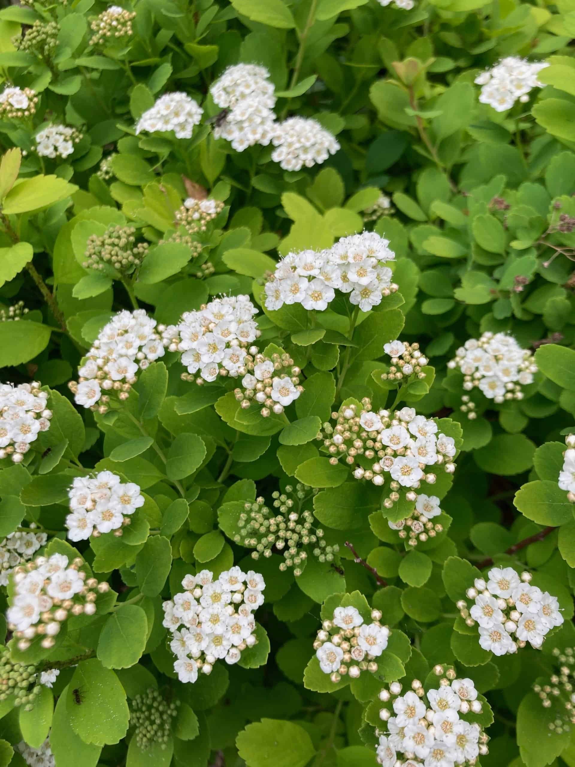 spirea