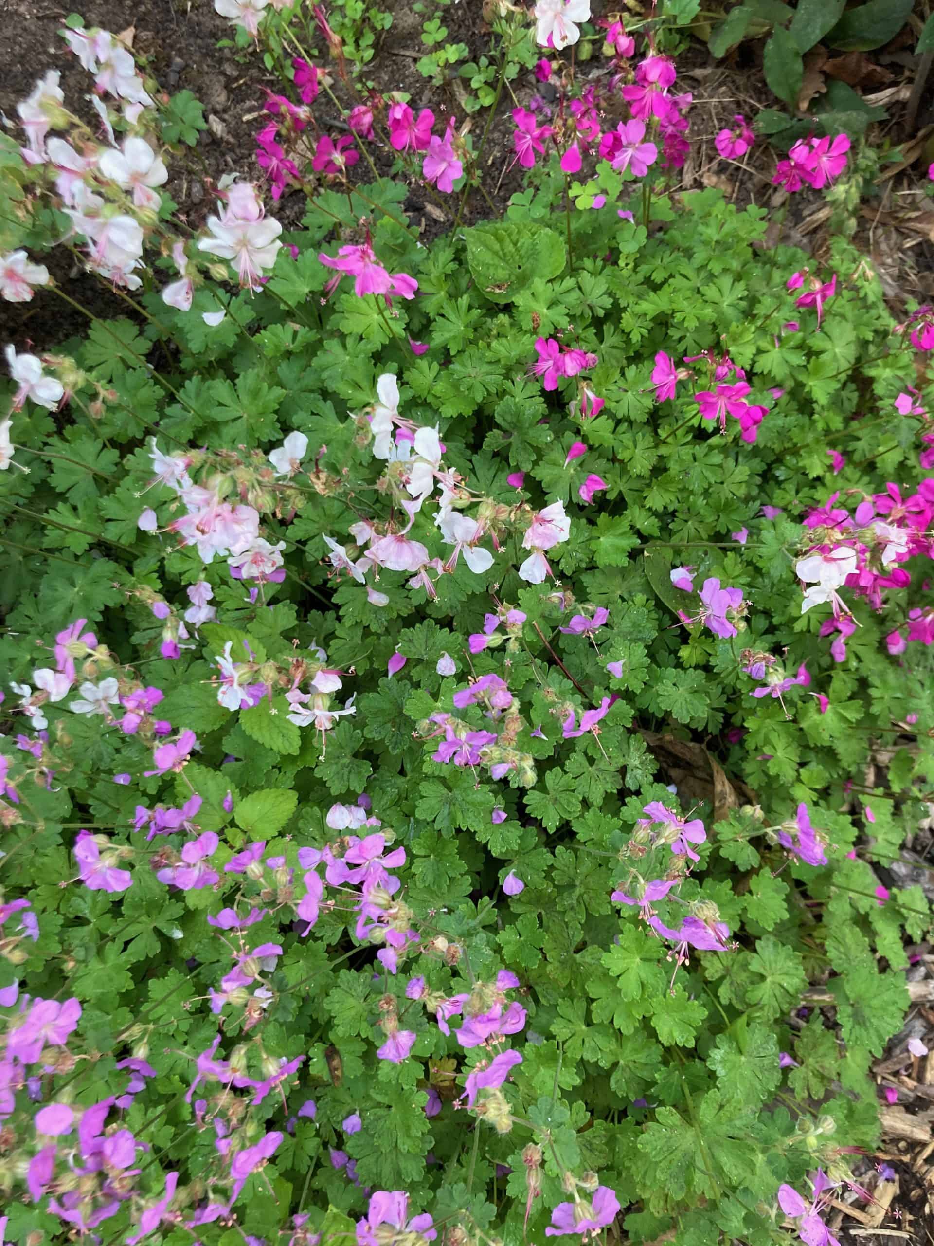 geraniums