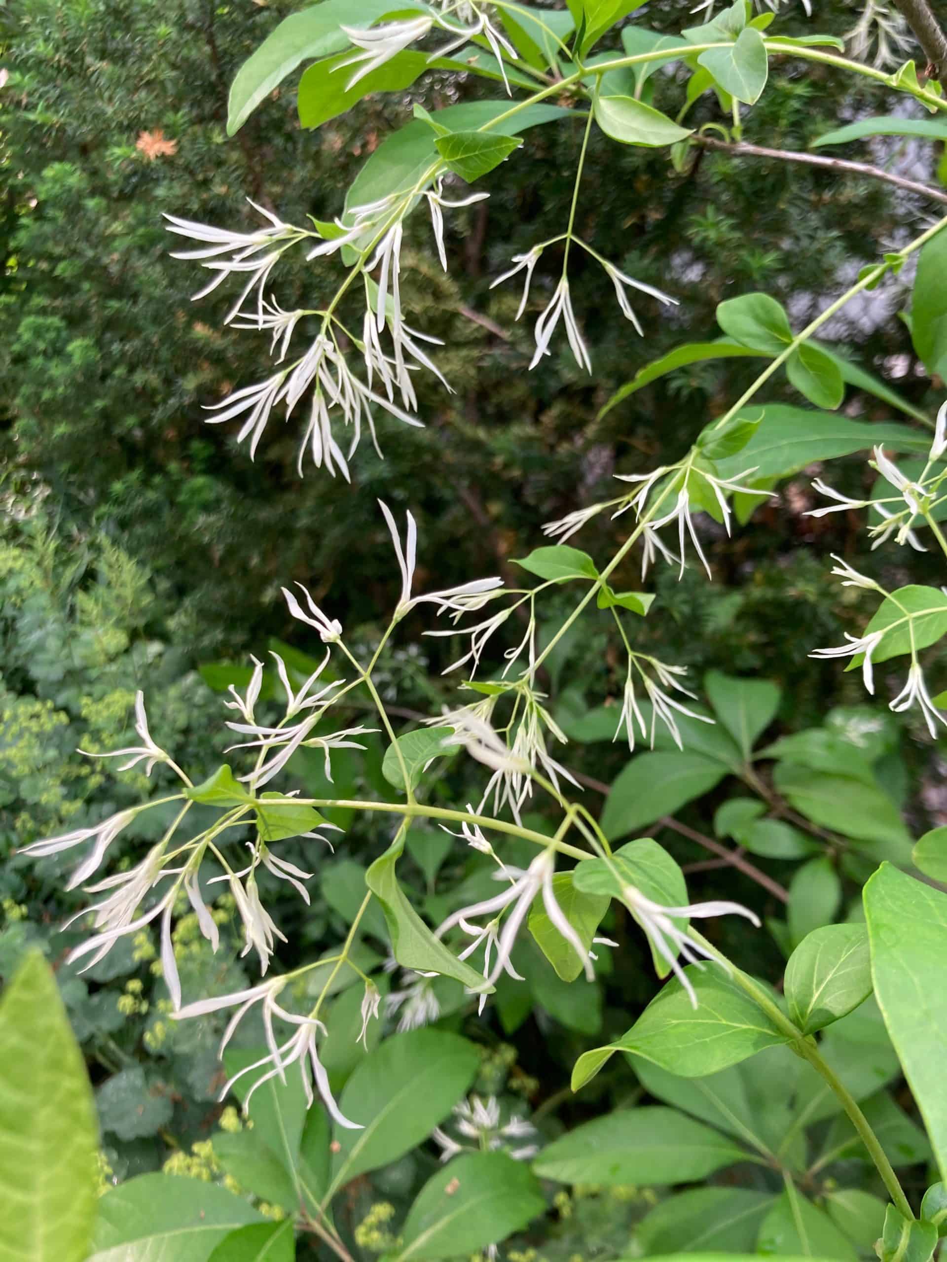 fringe tree