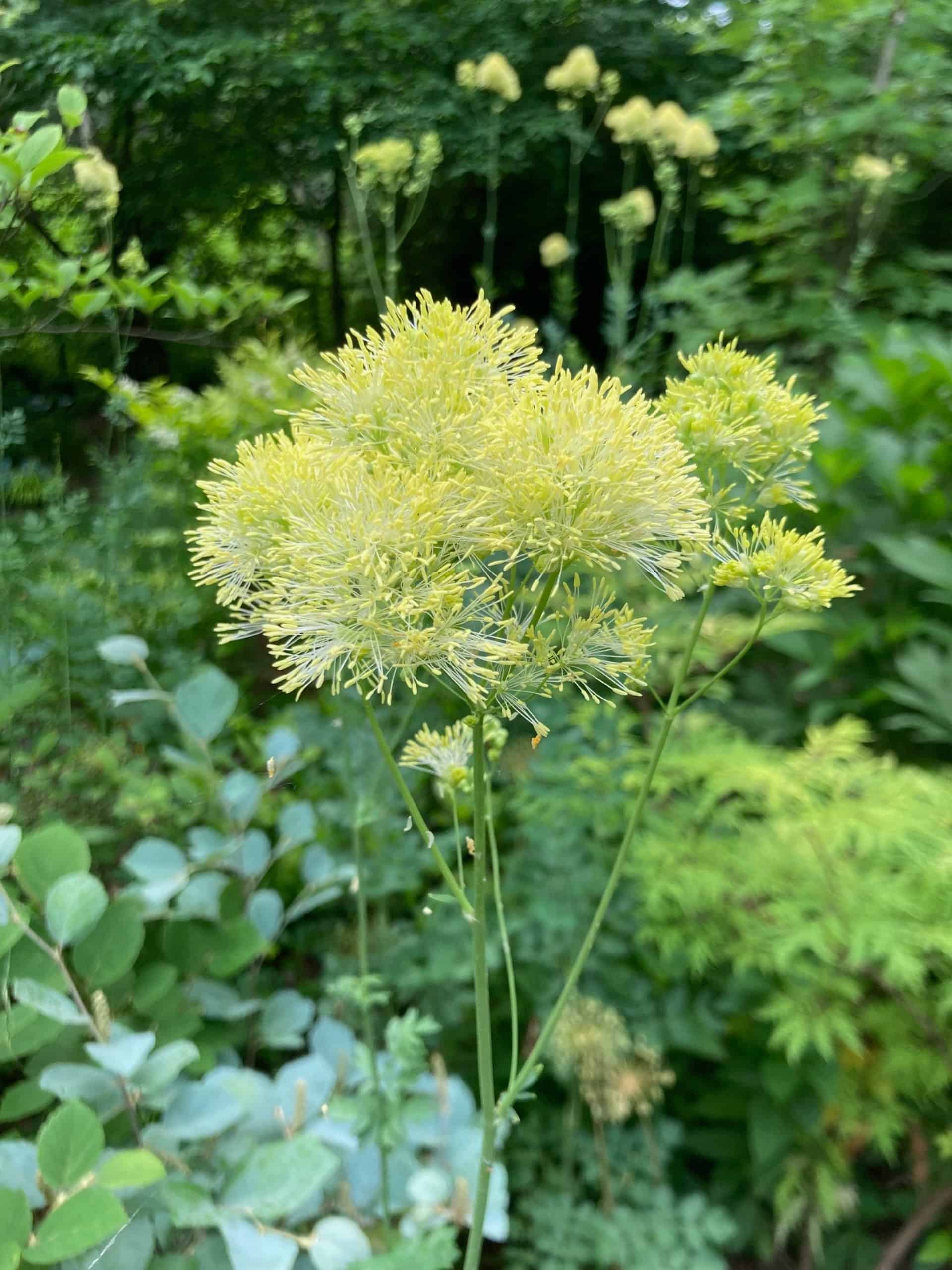 meadow-rue