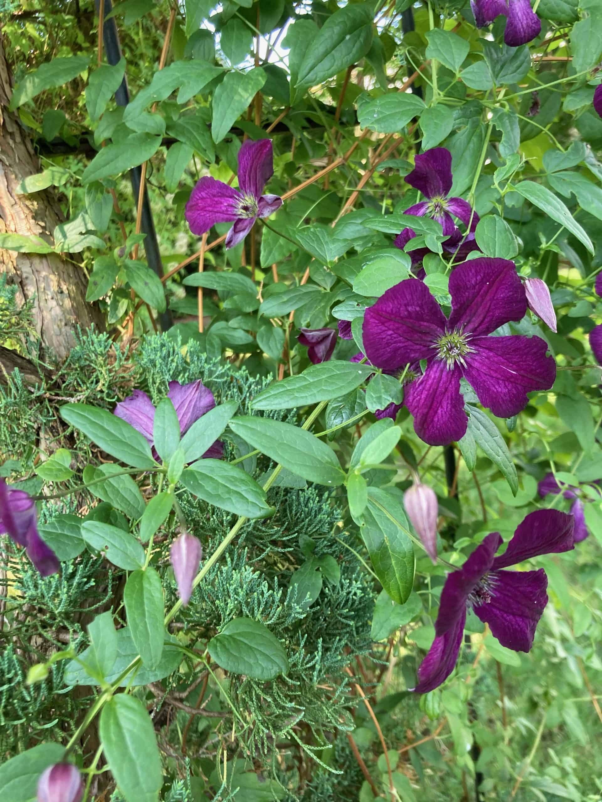 clematis climbing on tree