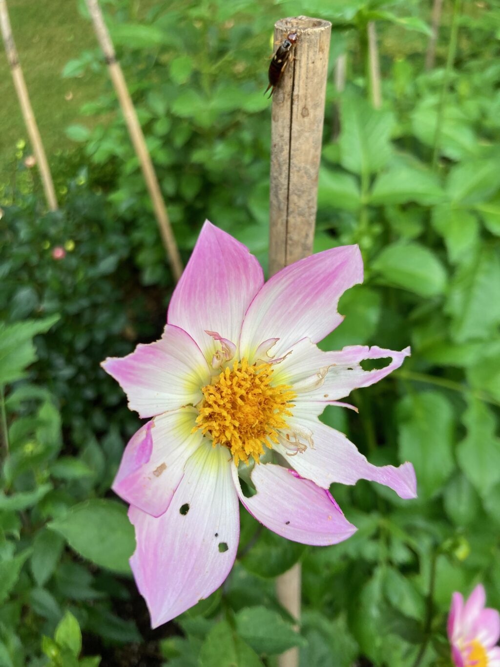 Dahlia bloom eaten by earwig