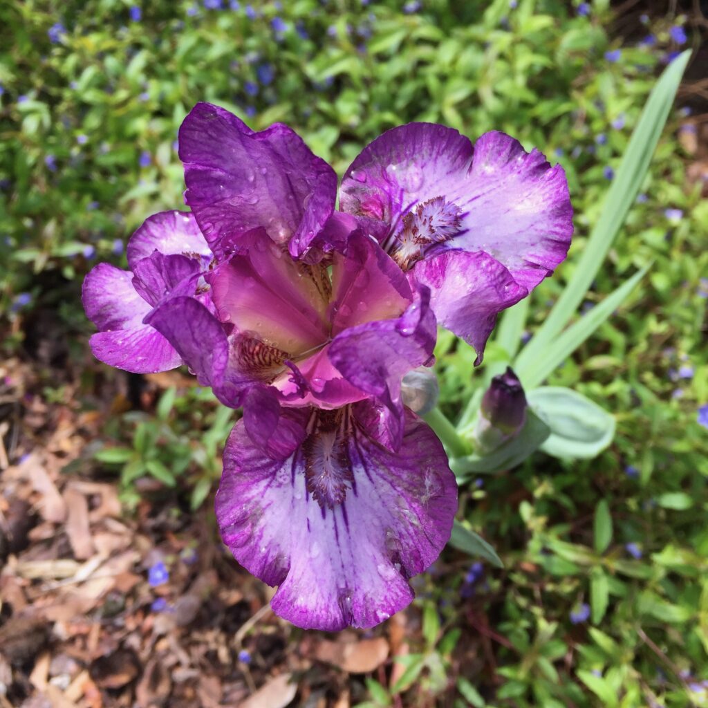 Bearded iris