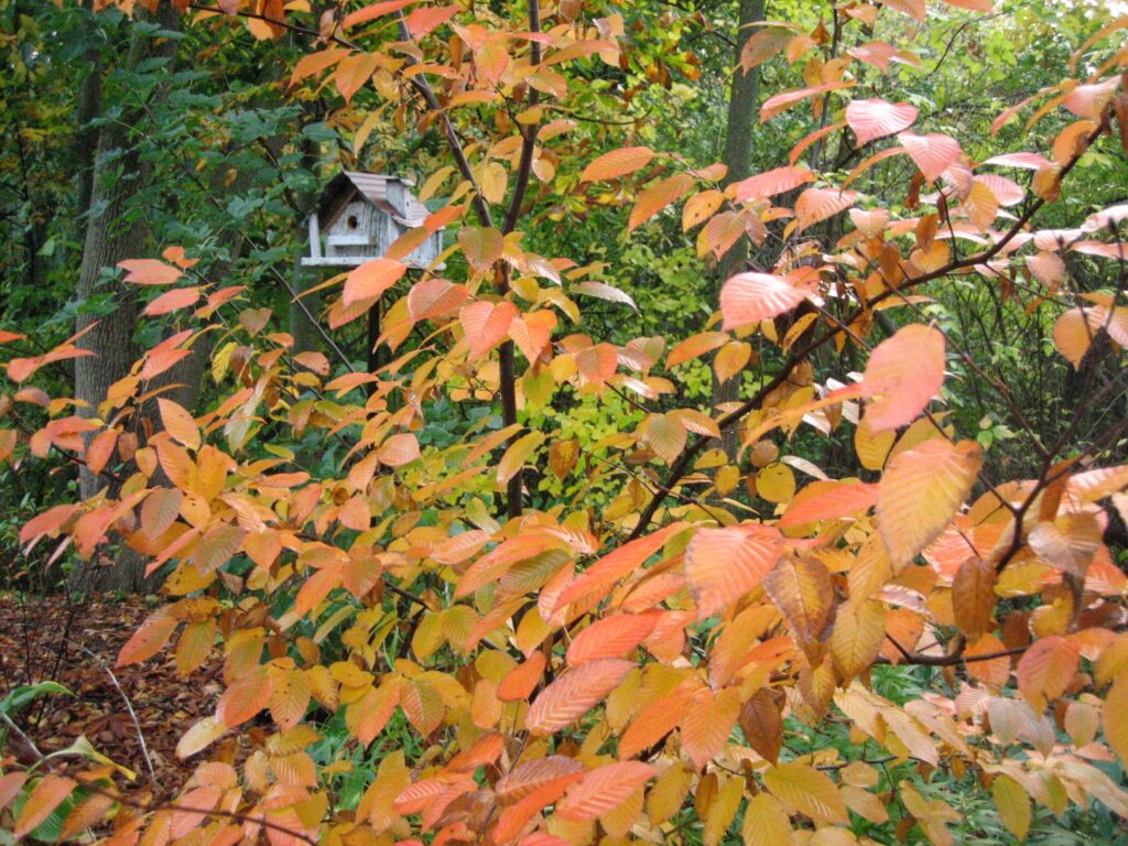 American hornbeam (Carpinus caroliniana)