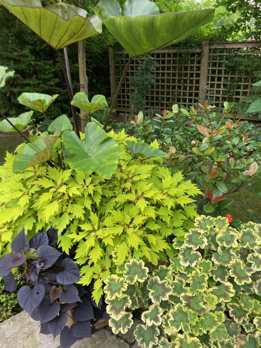 Coleus in container