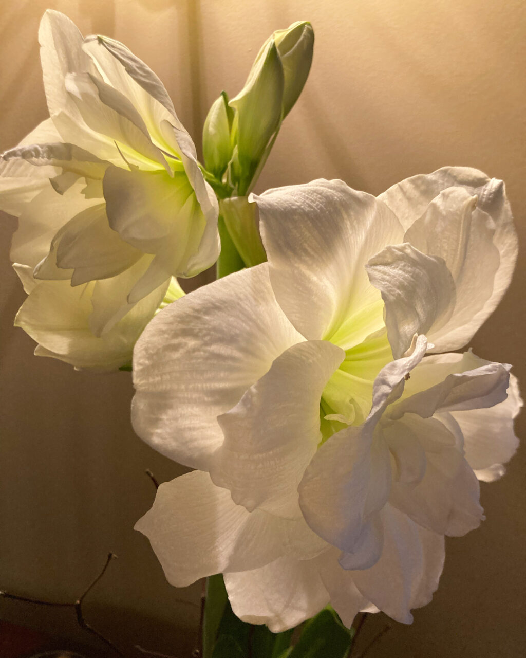 White amaryllis